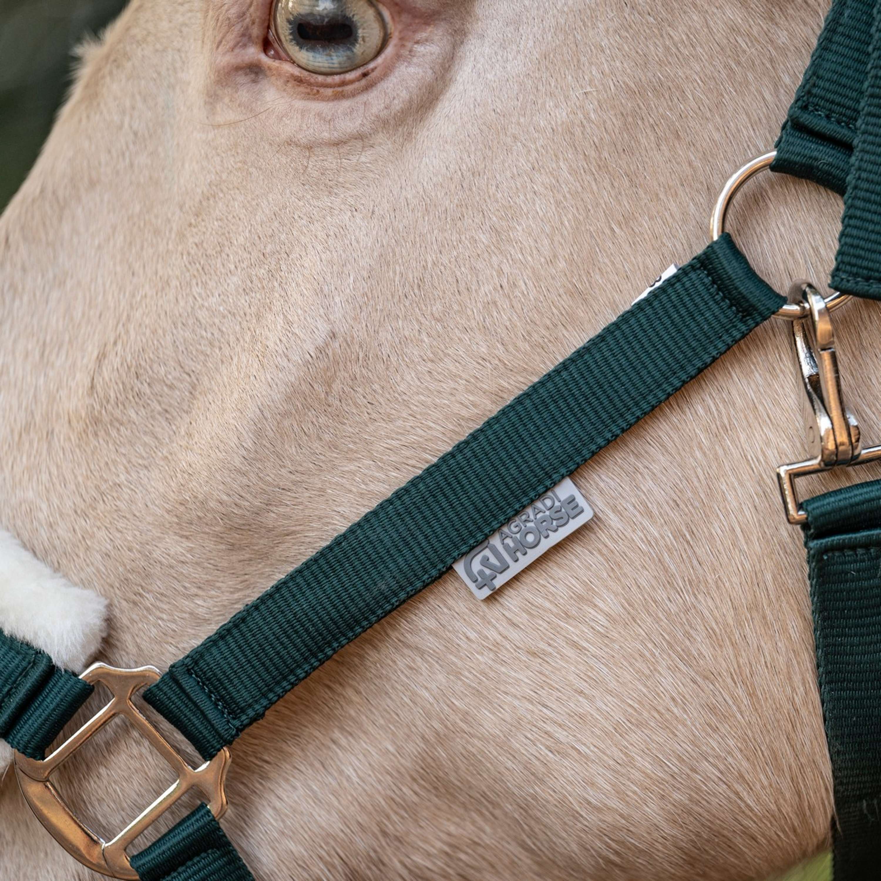 Agradi Horse Licol First Fir Green - Image 4