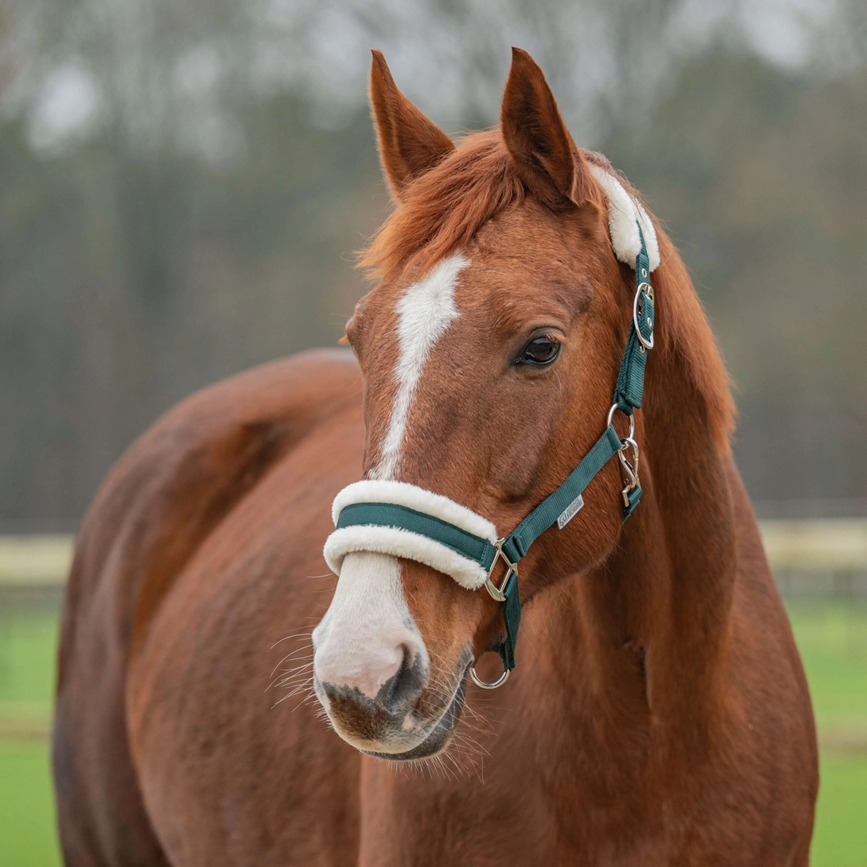 Agradi Horse Licol First Fir Green - Image 5