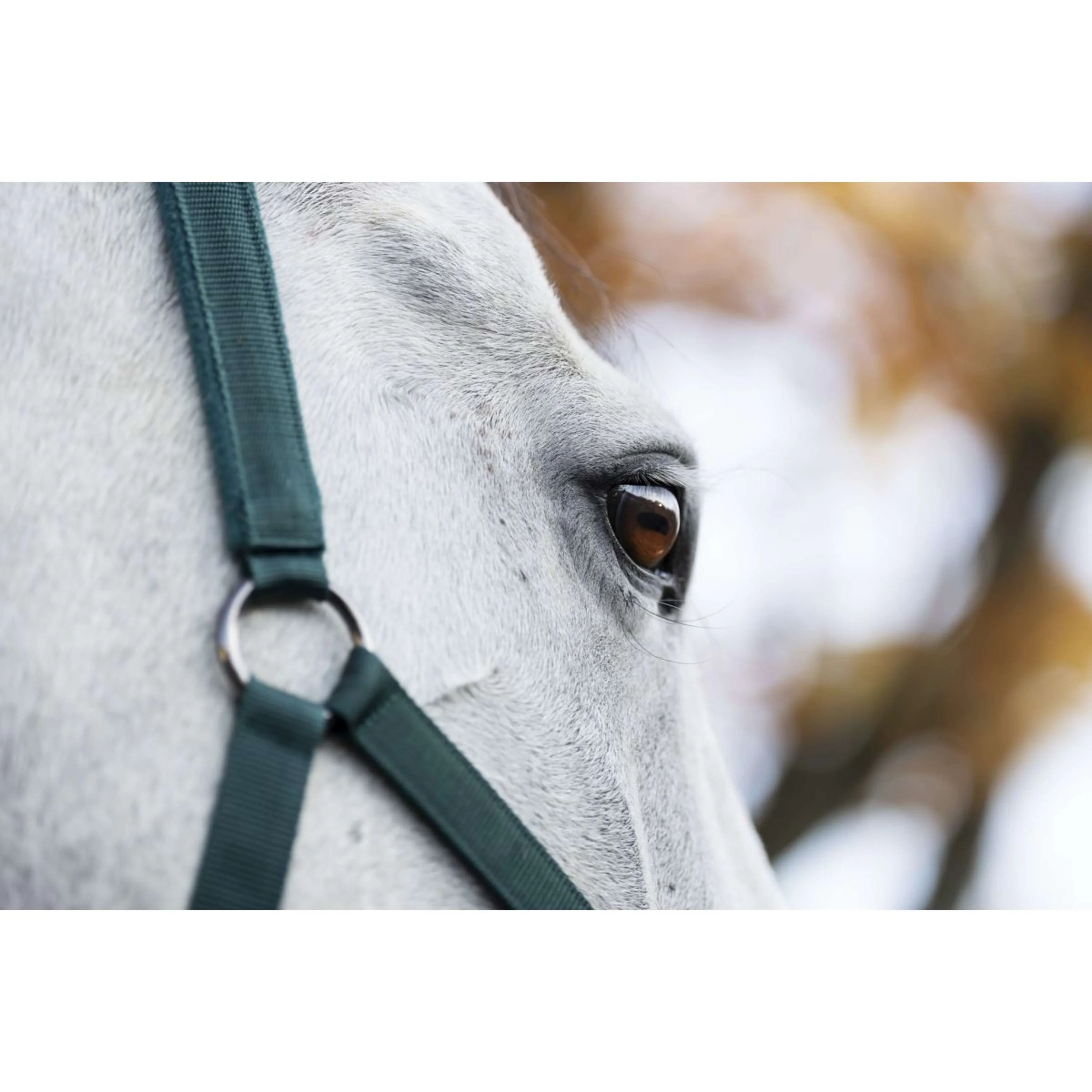 Amigo Licols et Longes Dynasty Green - Image 5