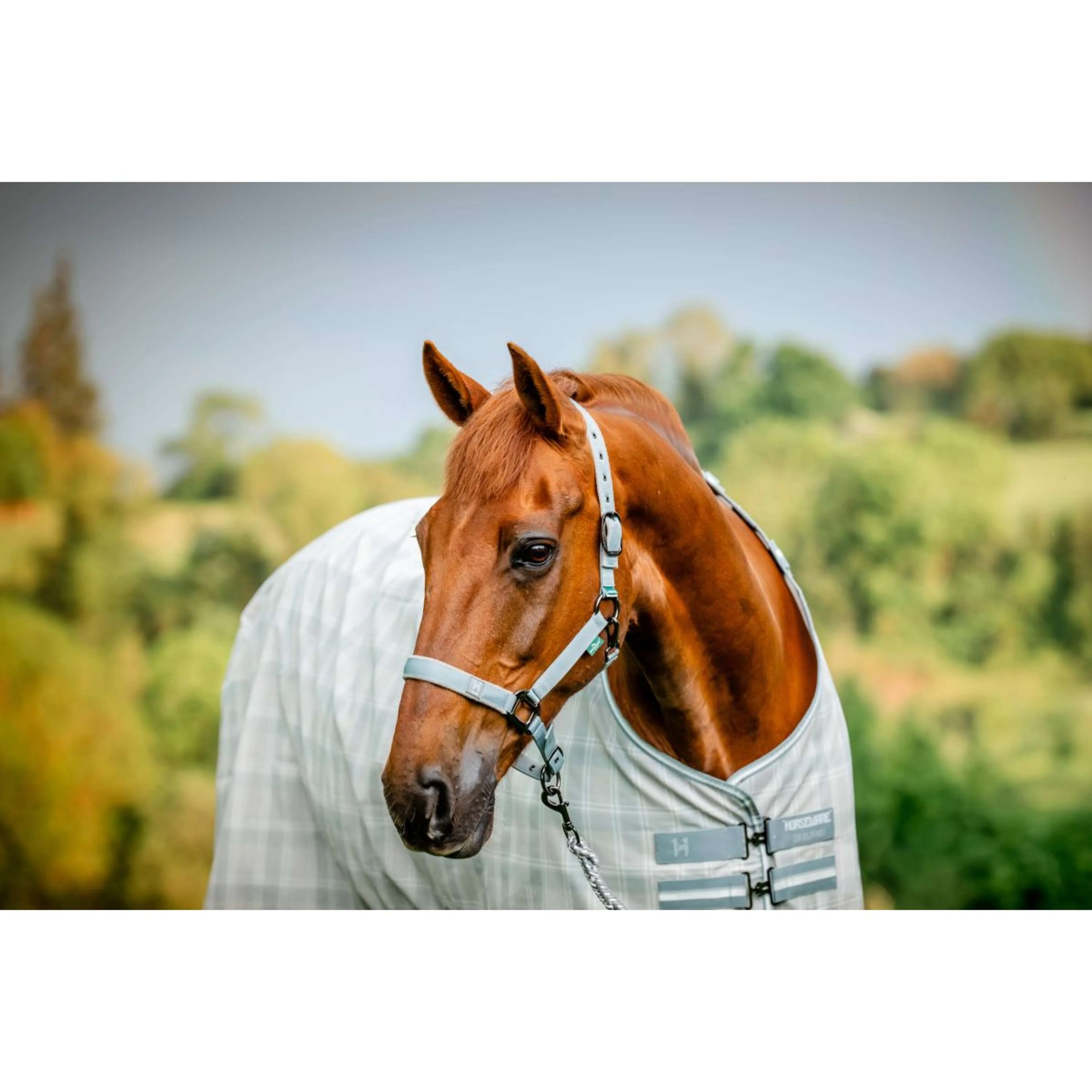 Amigo Licols et Longes Newmarket Witney Charcoal - Image 2