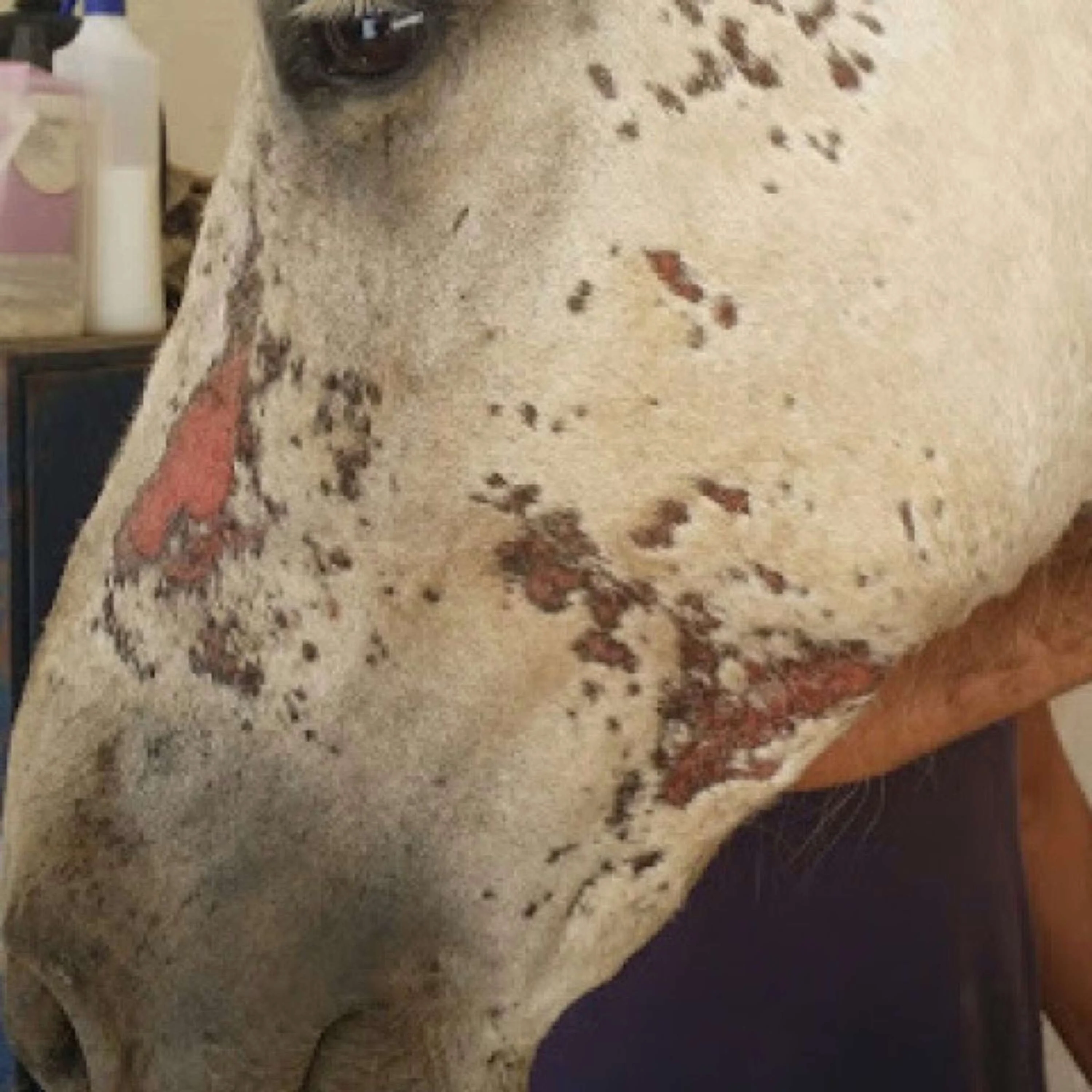 Animaderm Crème de Soin Cutene - Image 2