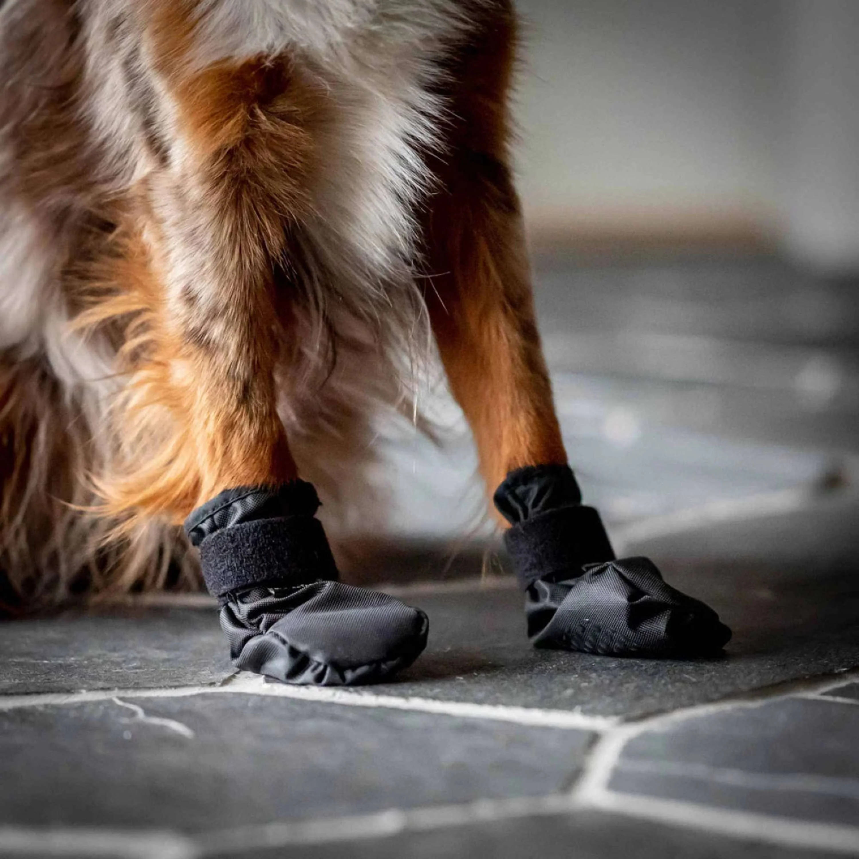 Back on Track Chaussures pour Chien Koda Noir - Image 8