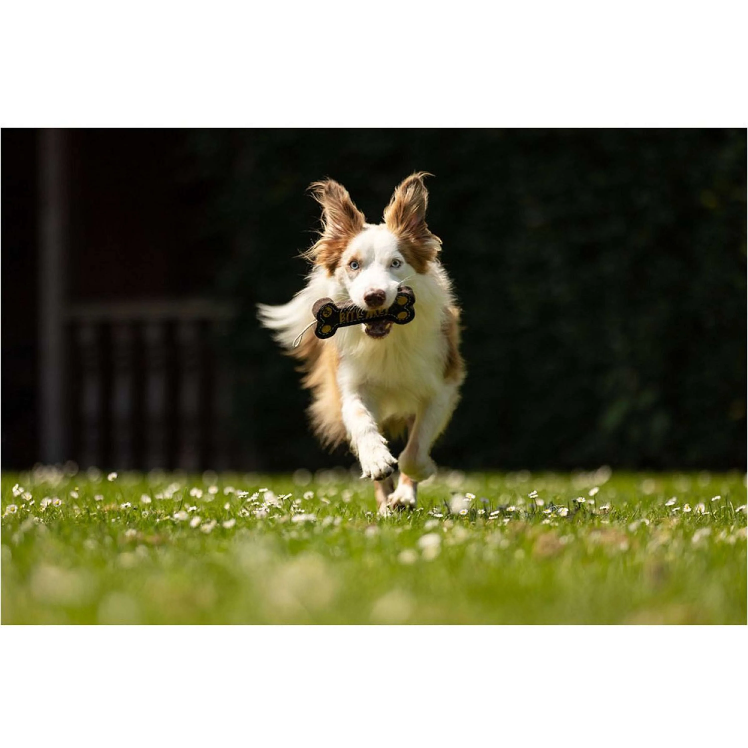 BR Jeu pour Chien Bone - Image 2