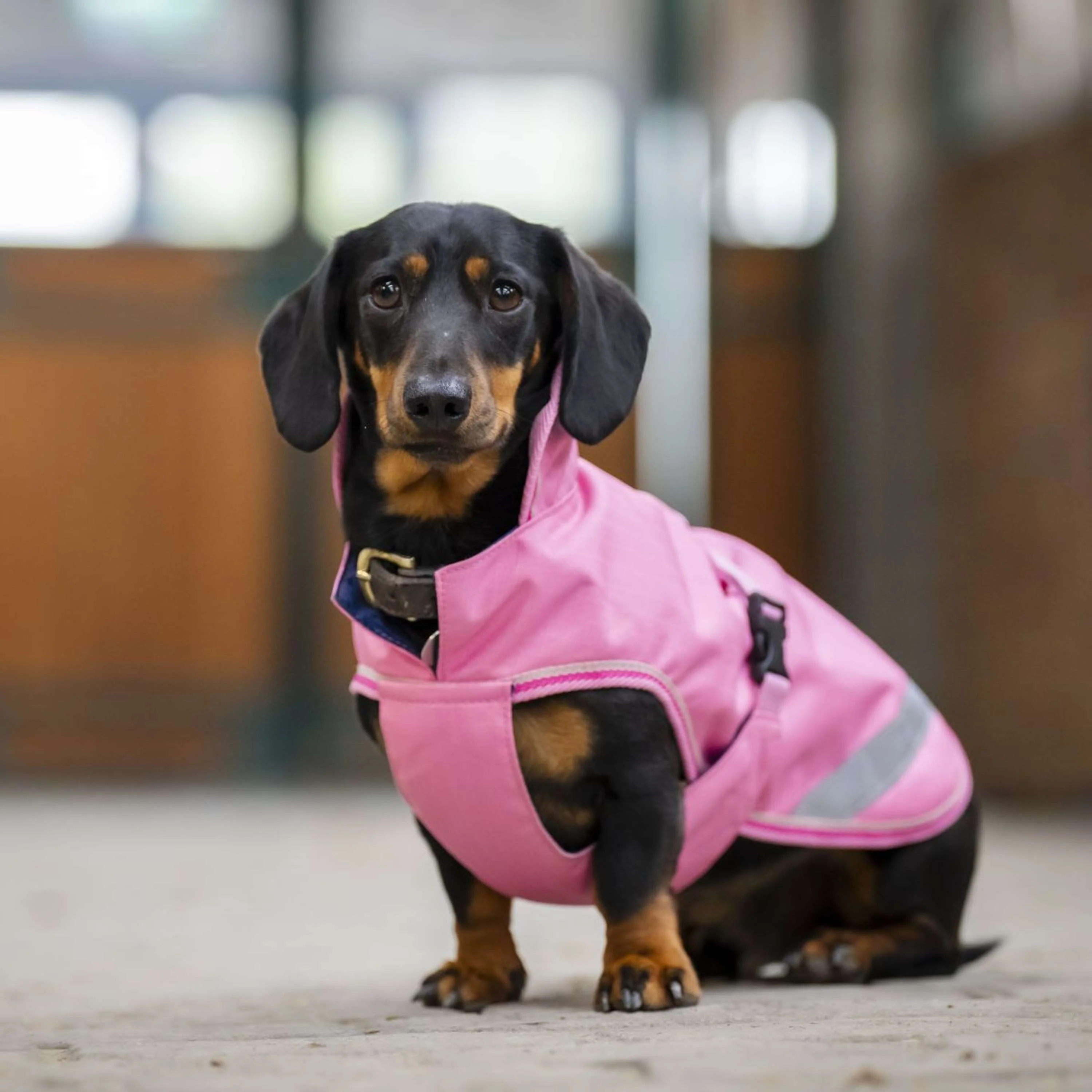 Bucas Freedom Dog Rug Aurora Pink - Image 2
