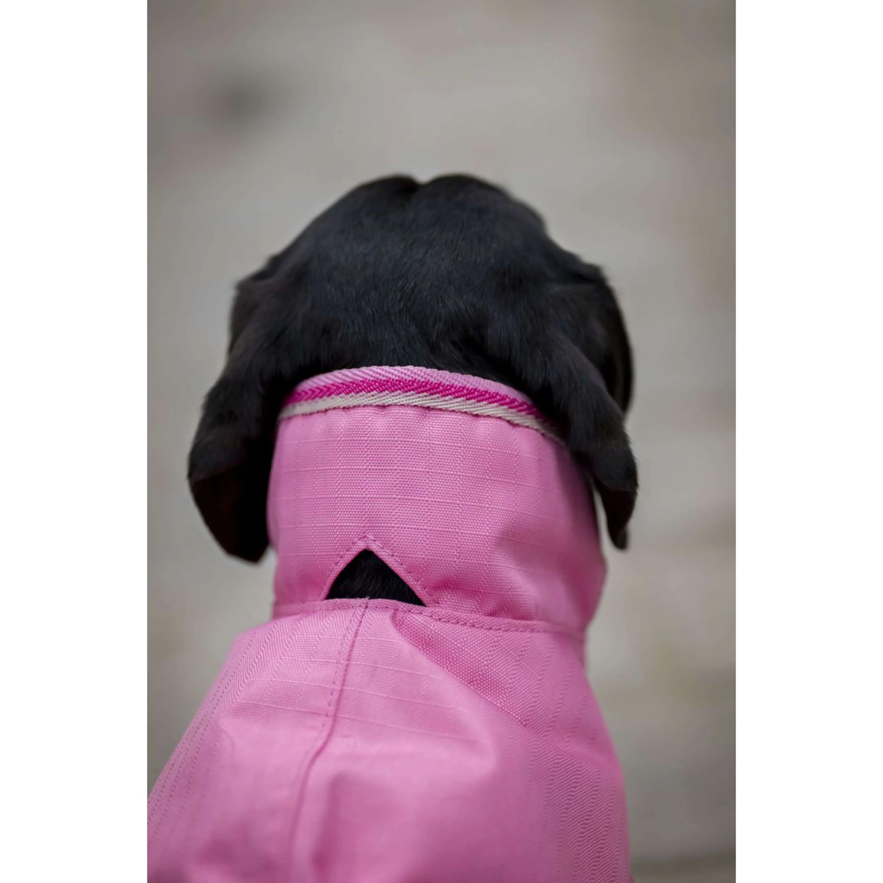Bucas Freedom Dog Rug Aurora Pink - Image 9