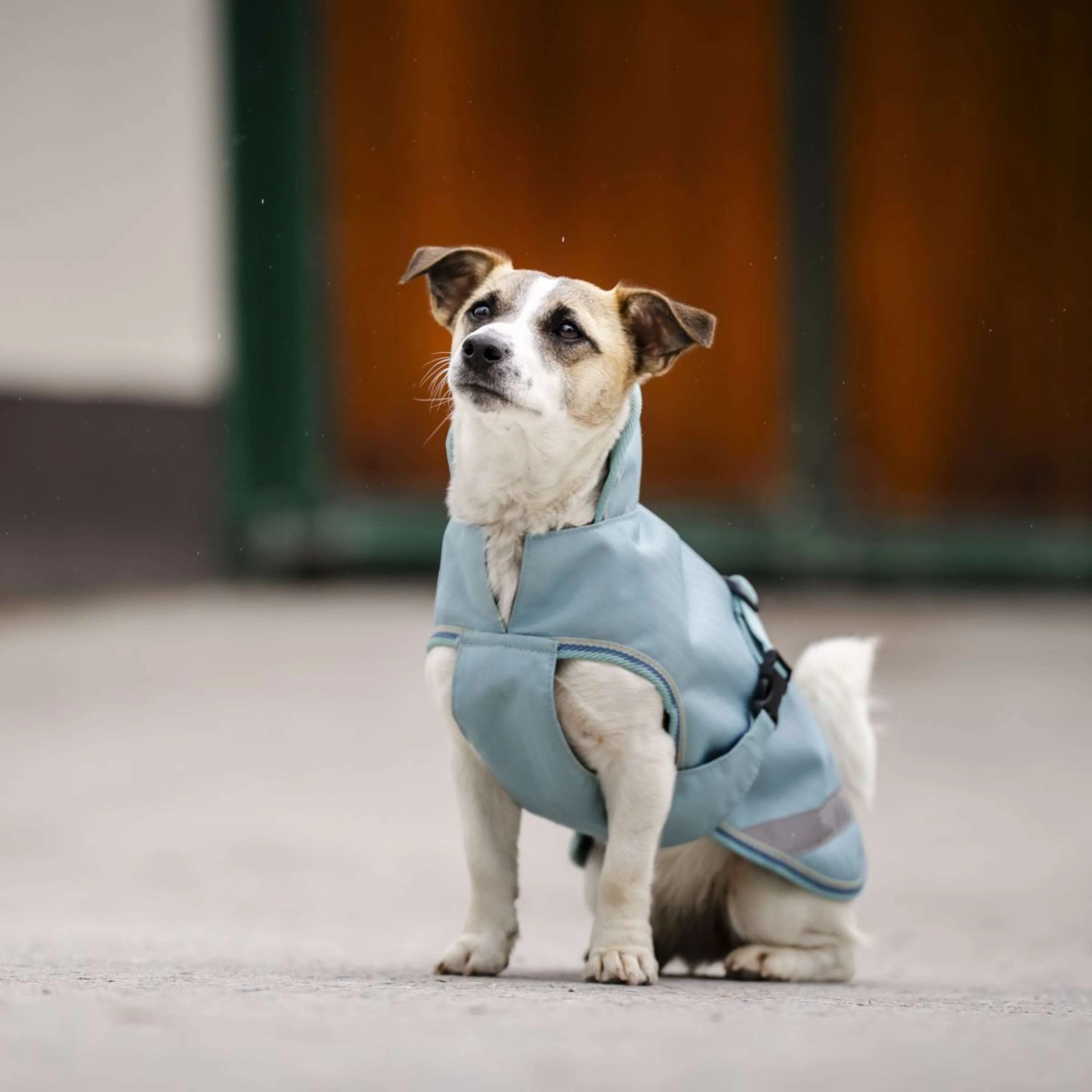 Bucas Freedom Dog Rug Turquoise - Image 3