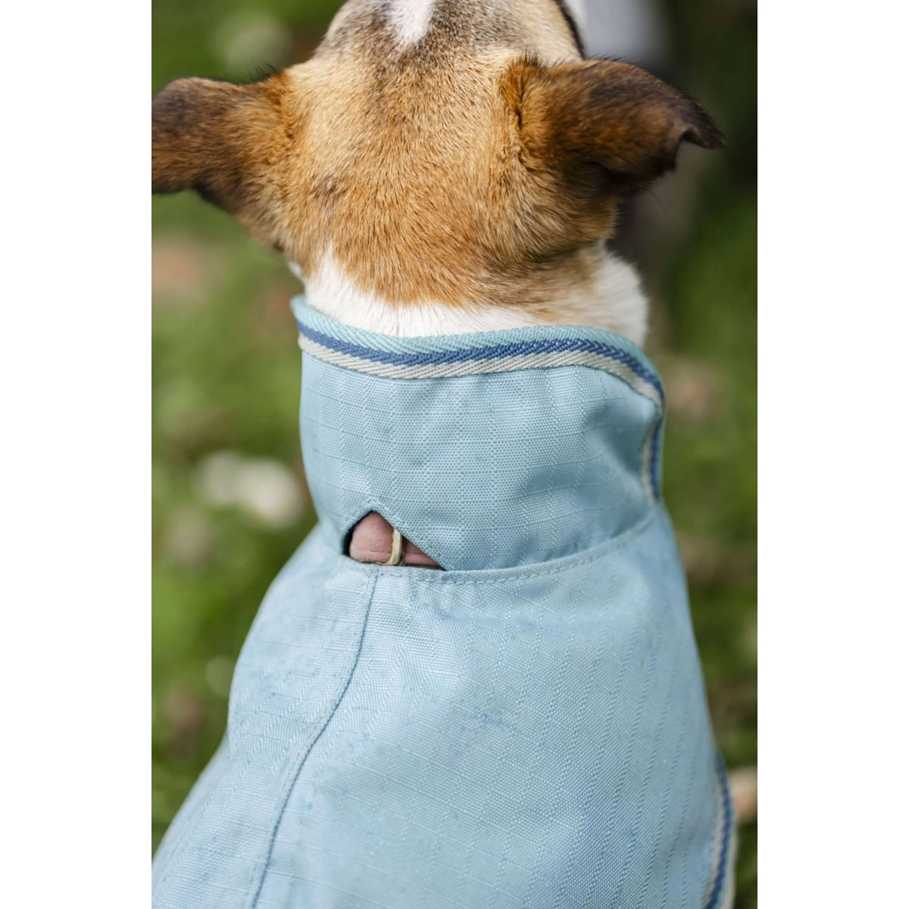 Bucas Freedom Dog Rug Turquoise - Image 4
