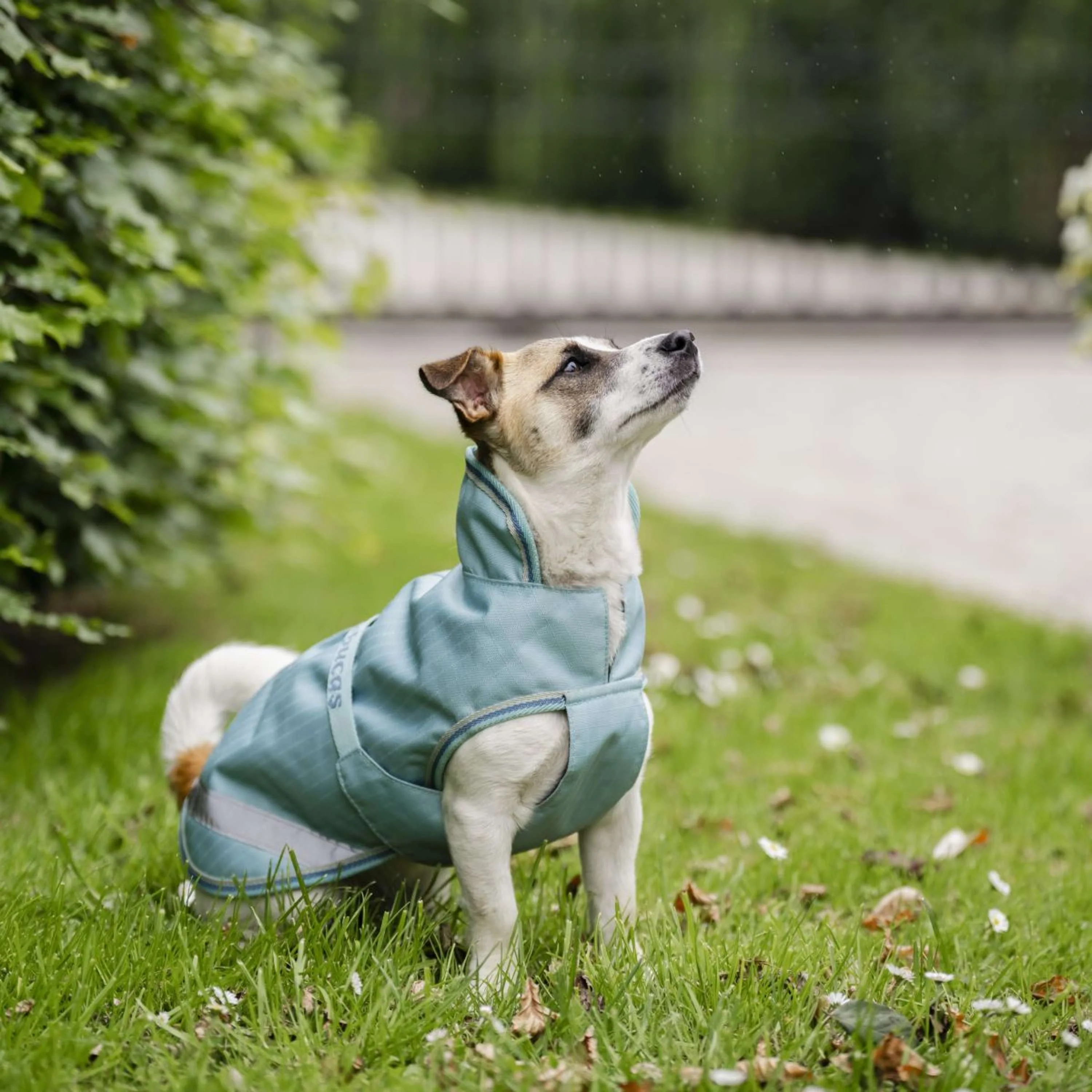Bucas Freedom Dog Rug Turquoise - Image 8