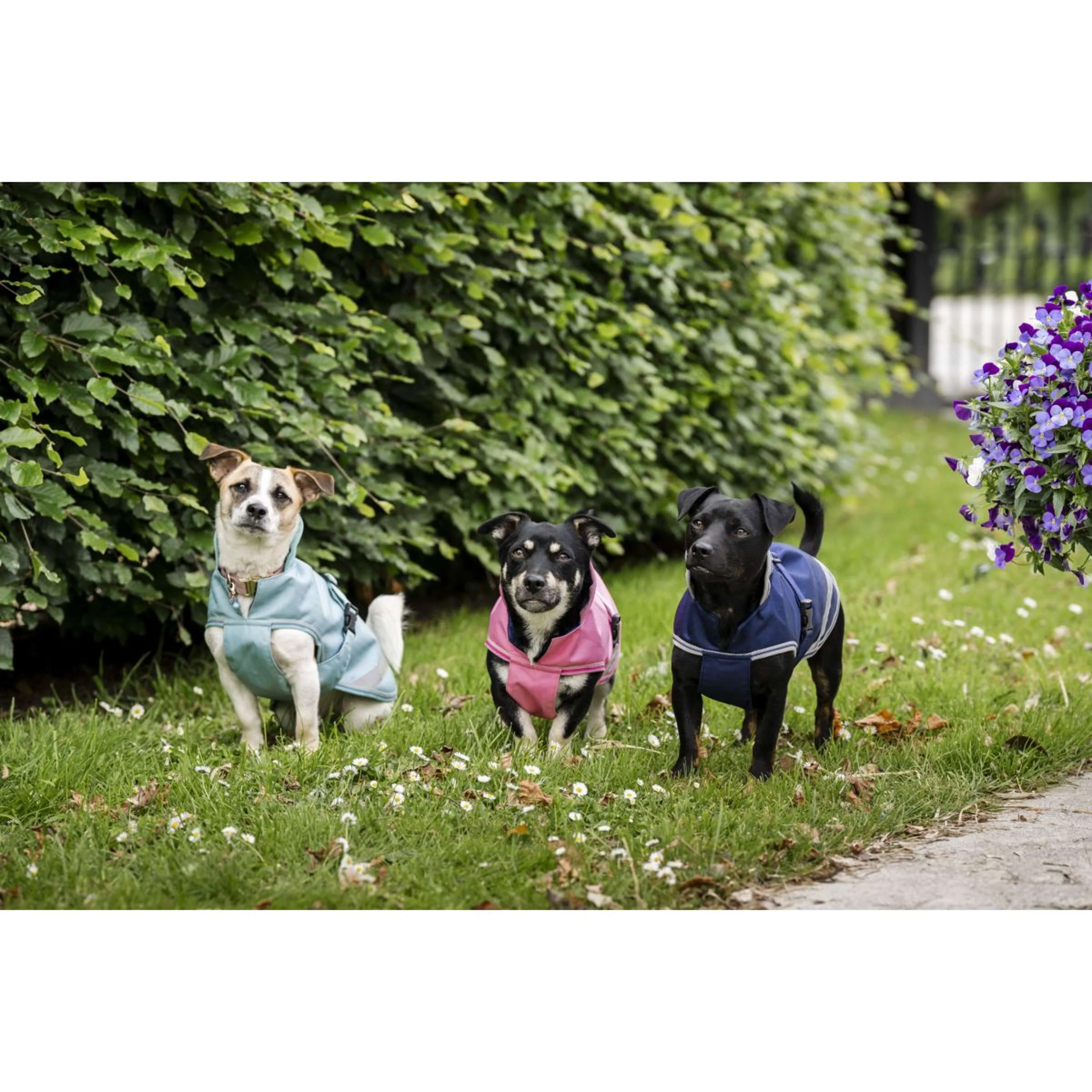 Bucas Freedom Dog Rug Turquoise - Image 9