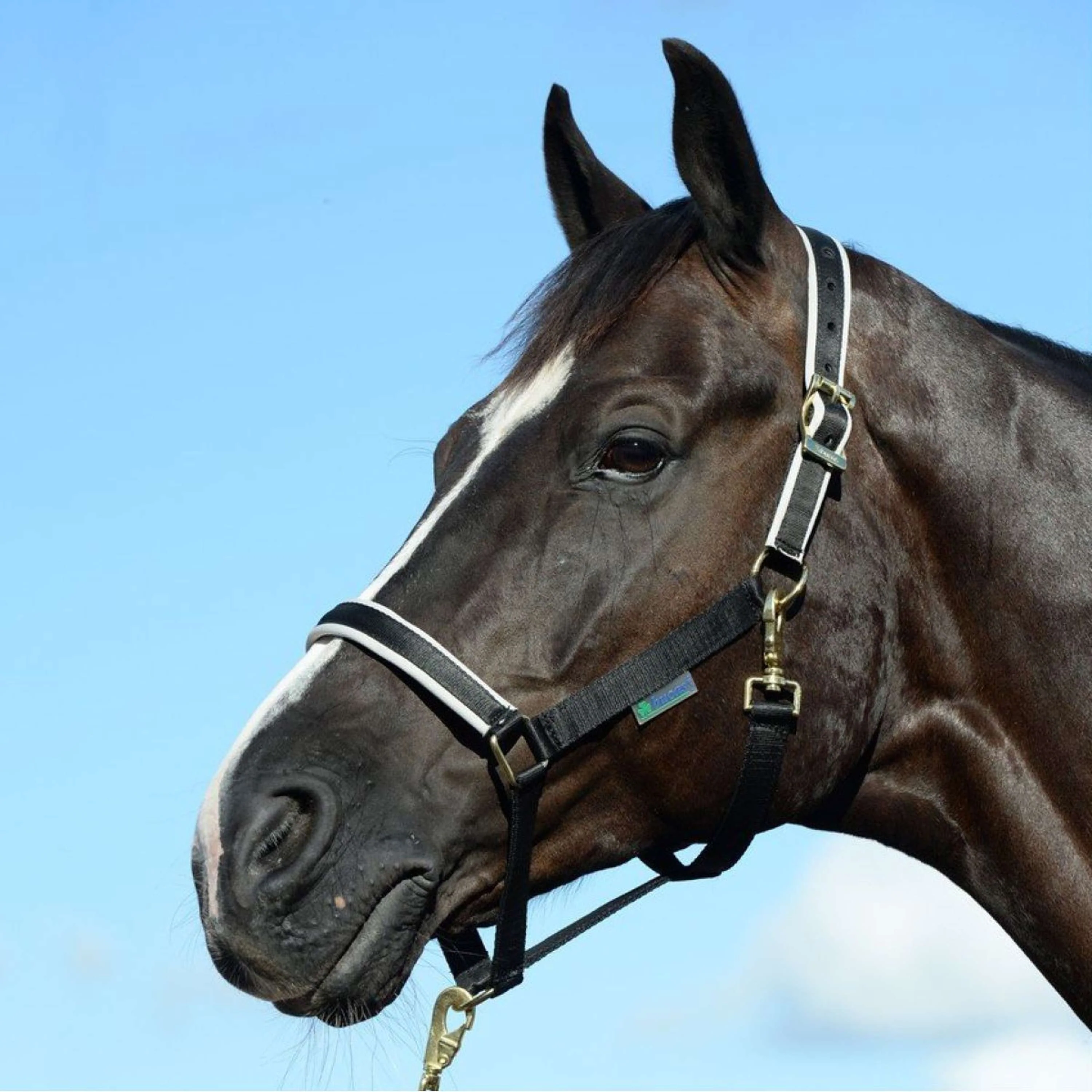 Bucas Licol Dublin Foal Black/Silver - Image 2