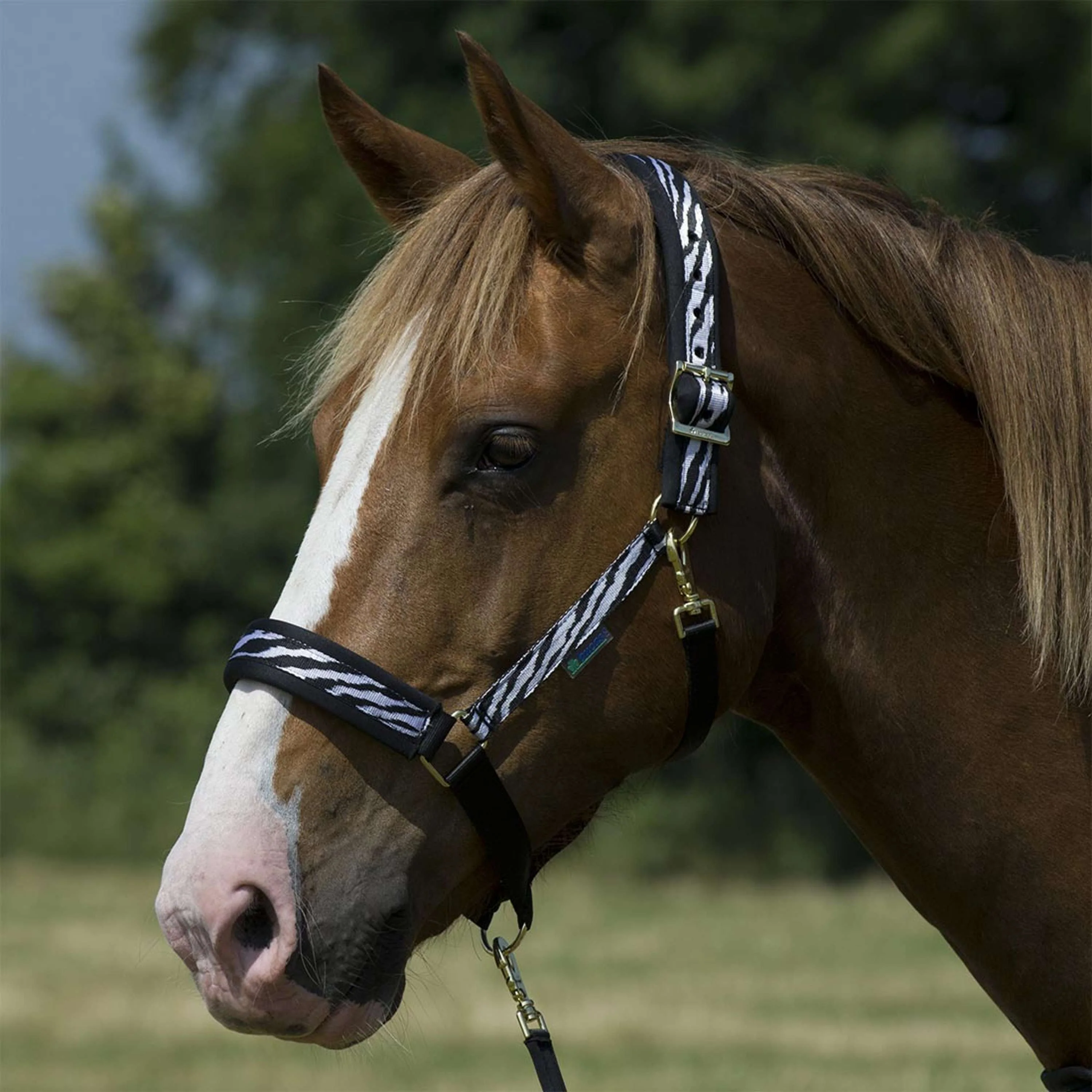 Bucas Licol Dublin Foal Zebra - Image 2