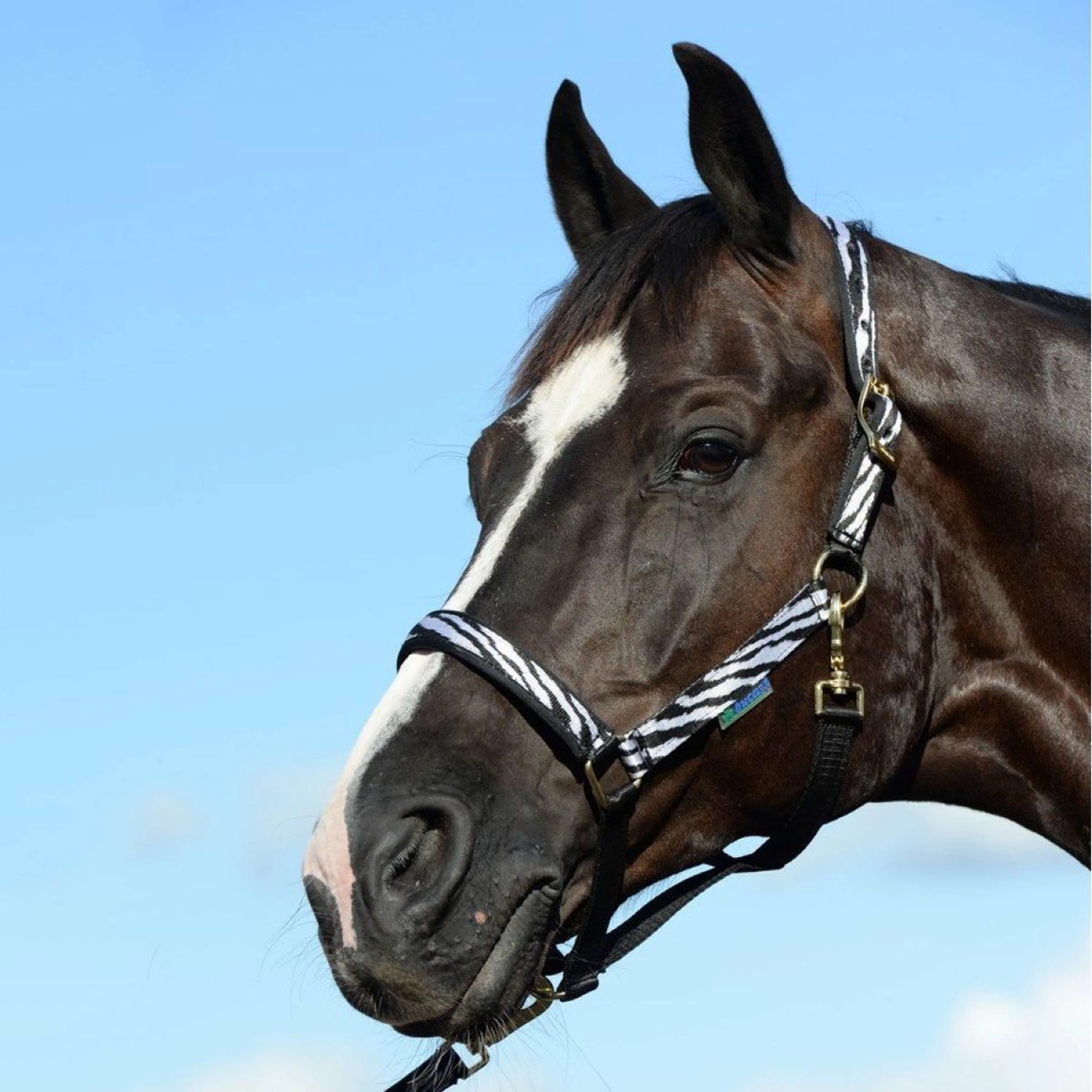 Bucas Licol Dublin Foal Zebra - Image 3