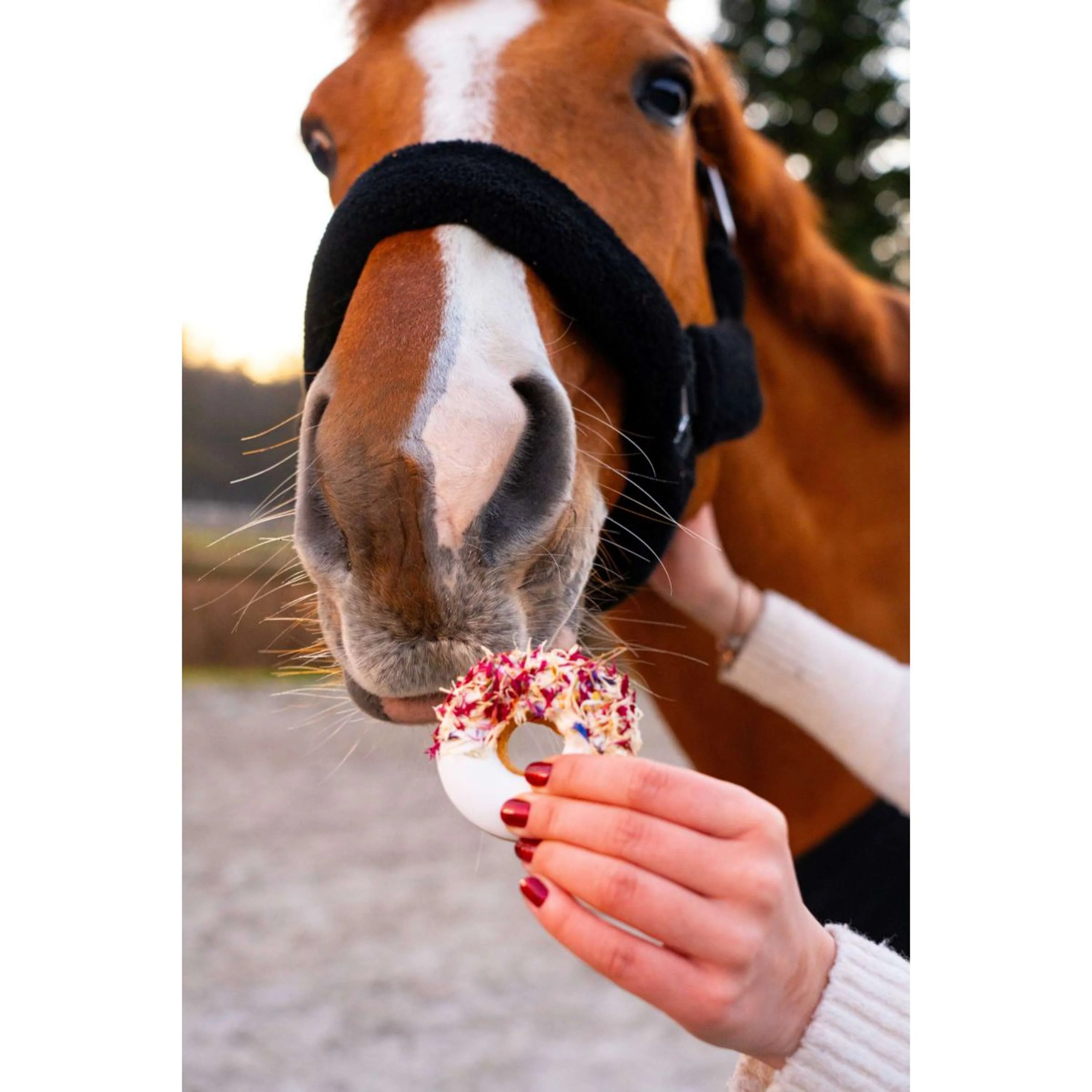 Candy Horse Love Beignets Hibiscus & Rosehip - Image 3