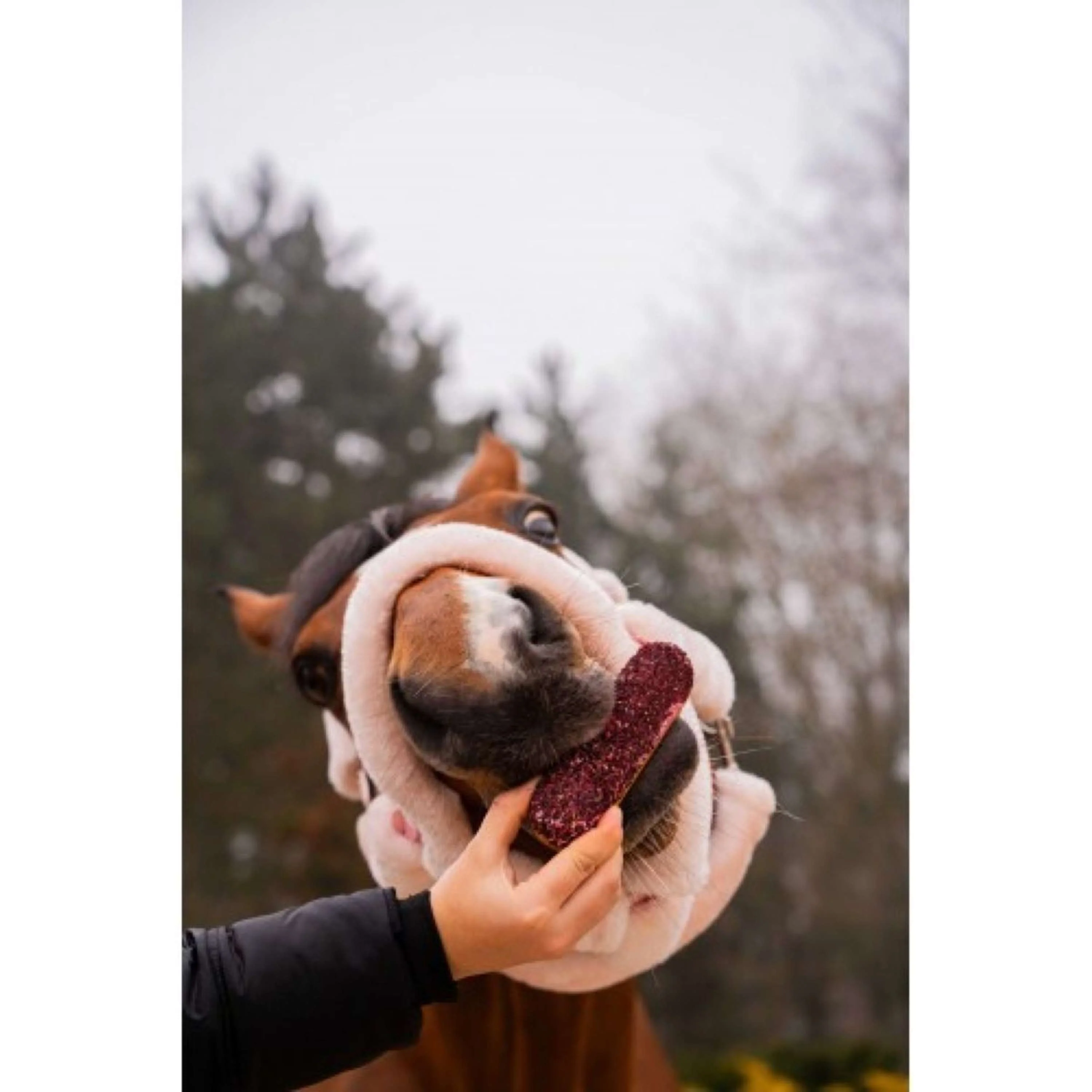 Candy Horse Love Cookies Hibiscus Eclair - Image 2