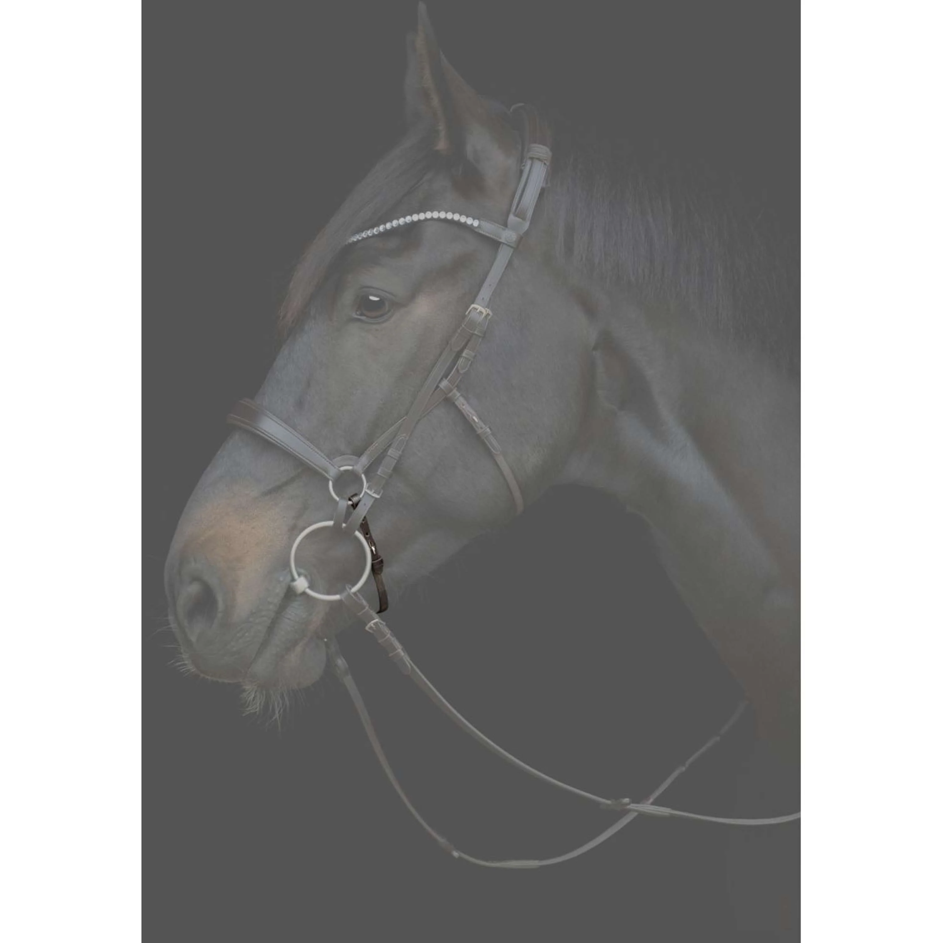Catago Lanière de Muserolle Gentle Marron - Image 2