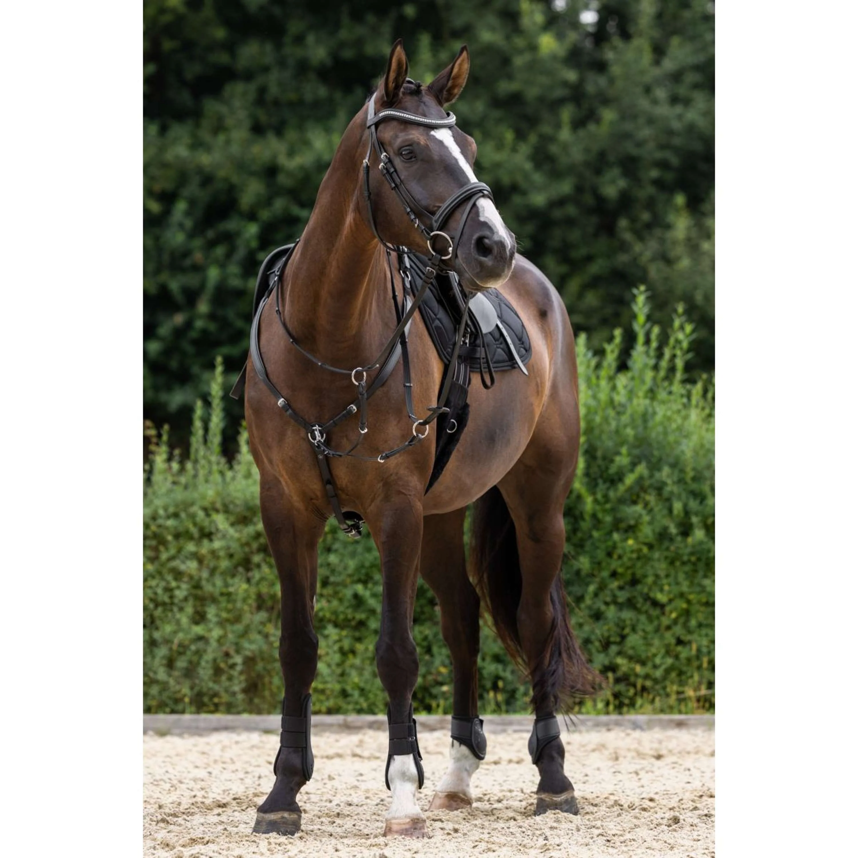 Covalliero Collier de Chasse avec Martingale Noir - Image 4