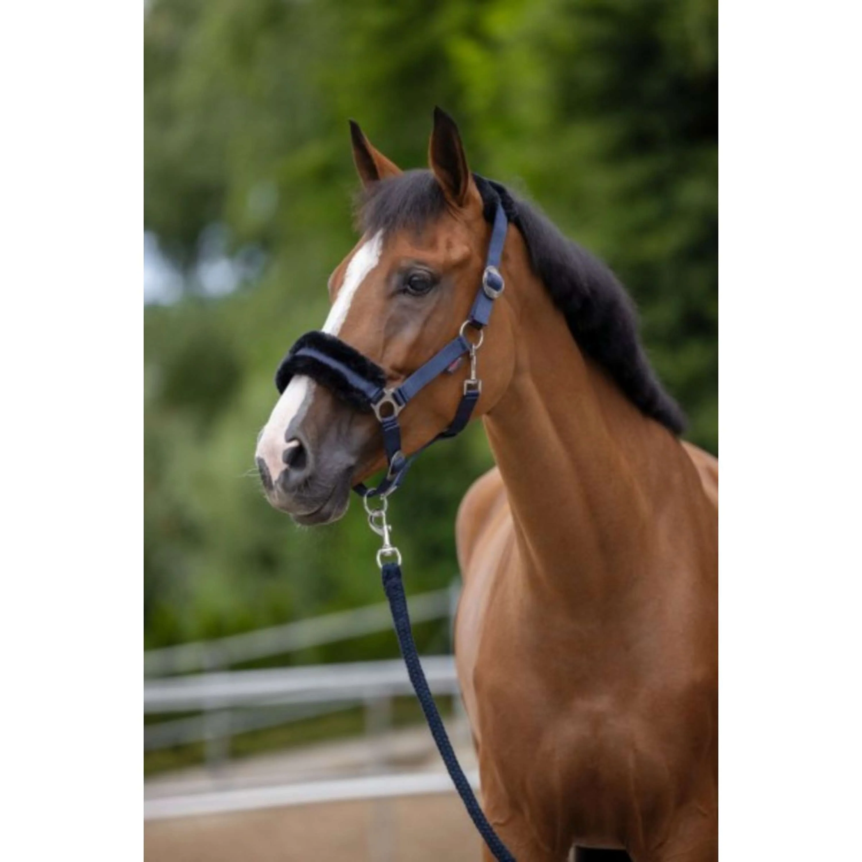 Covalliero Licol ClassicSoft Marin - Image 2