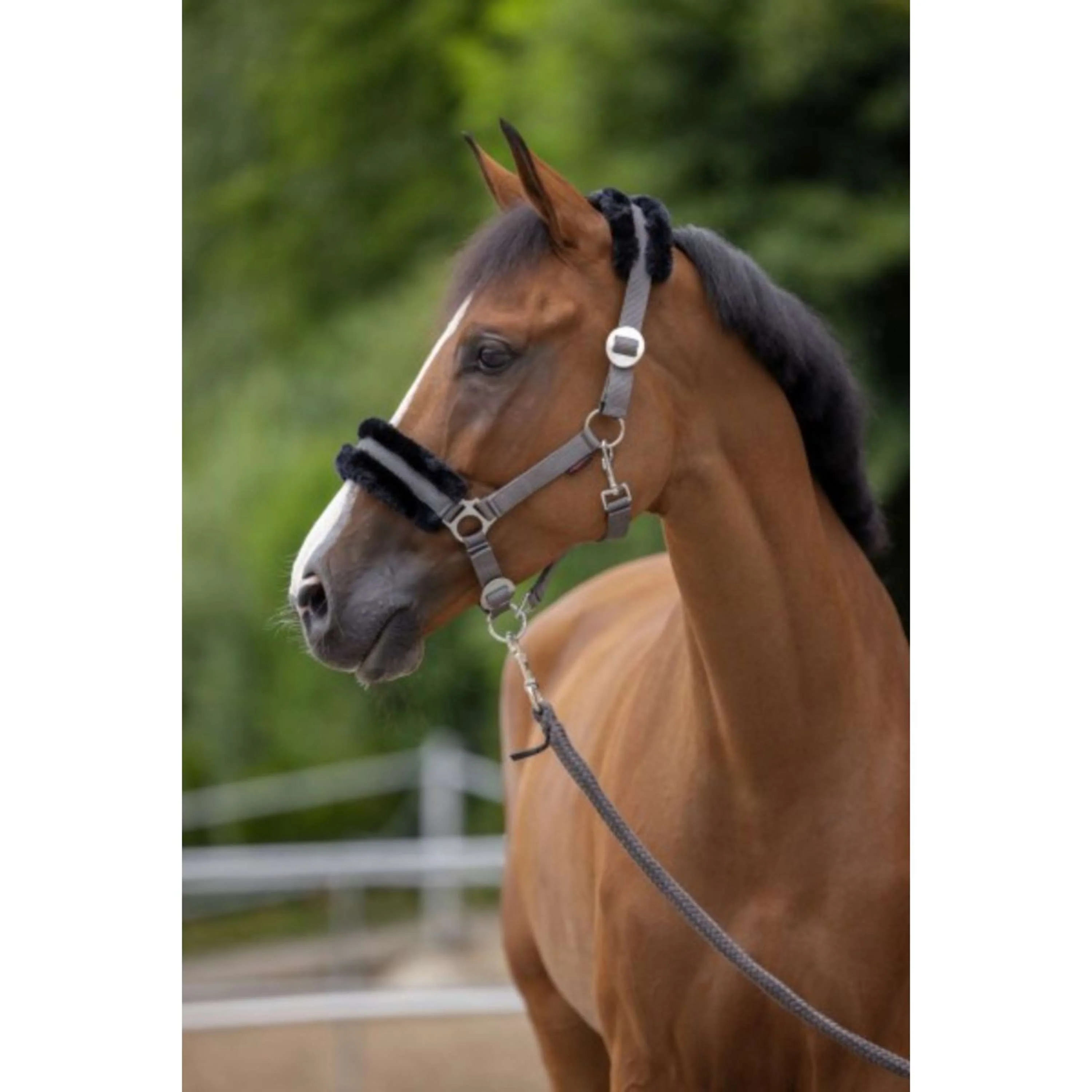 Covalliero Licol ClassicSoft Pierre - Image 2
