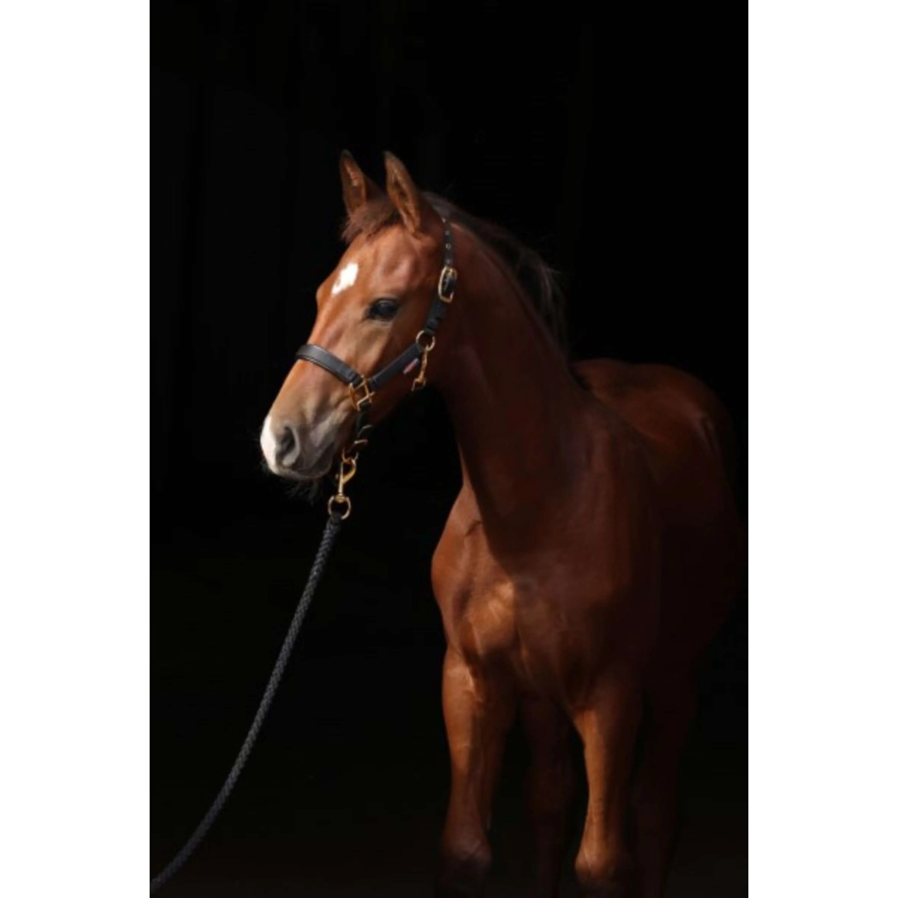 Covalliero Licol Poulain TopLine Noir