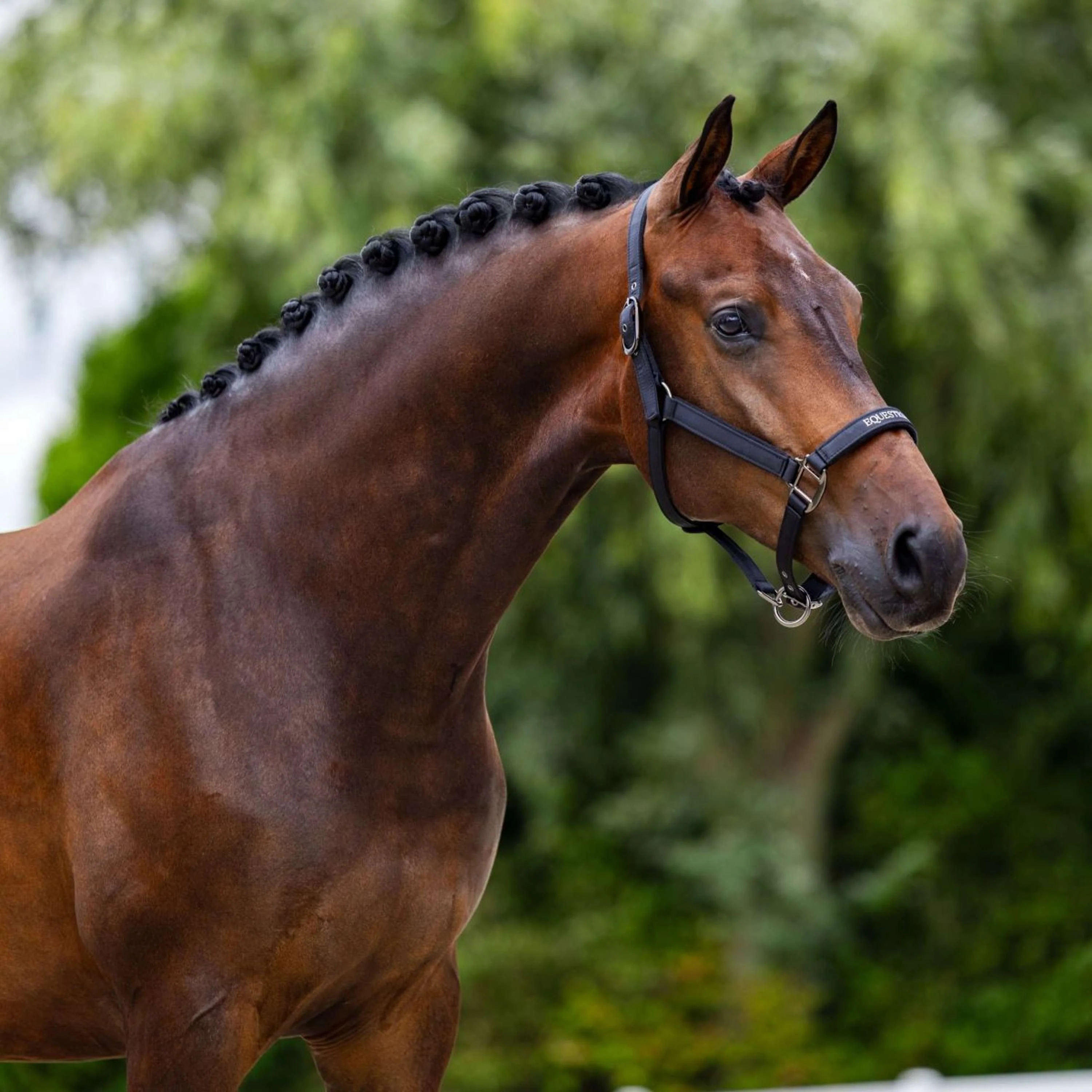 Equestrian Stockholm Licol Line Noir - Image 2