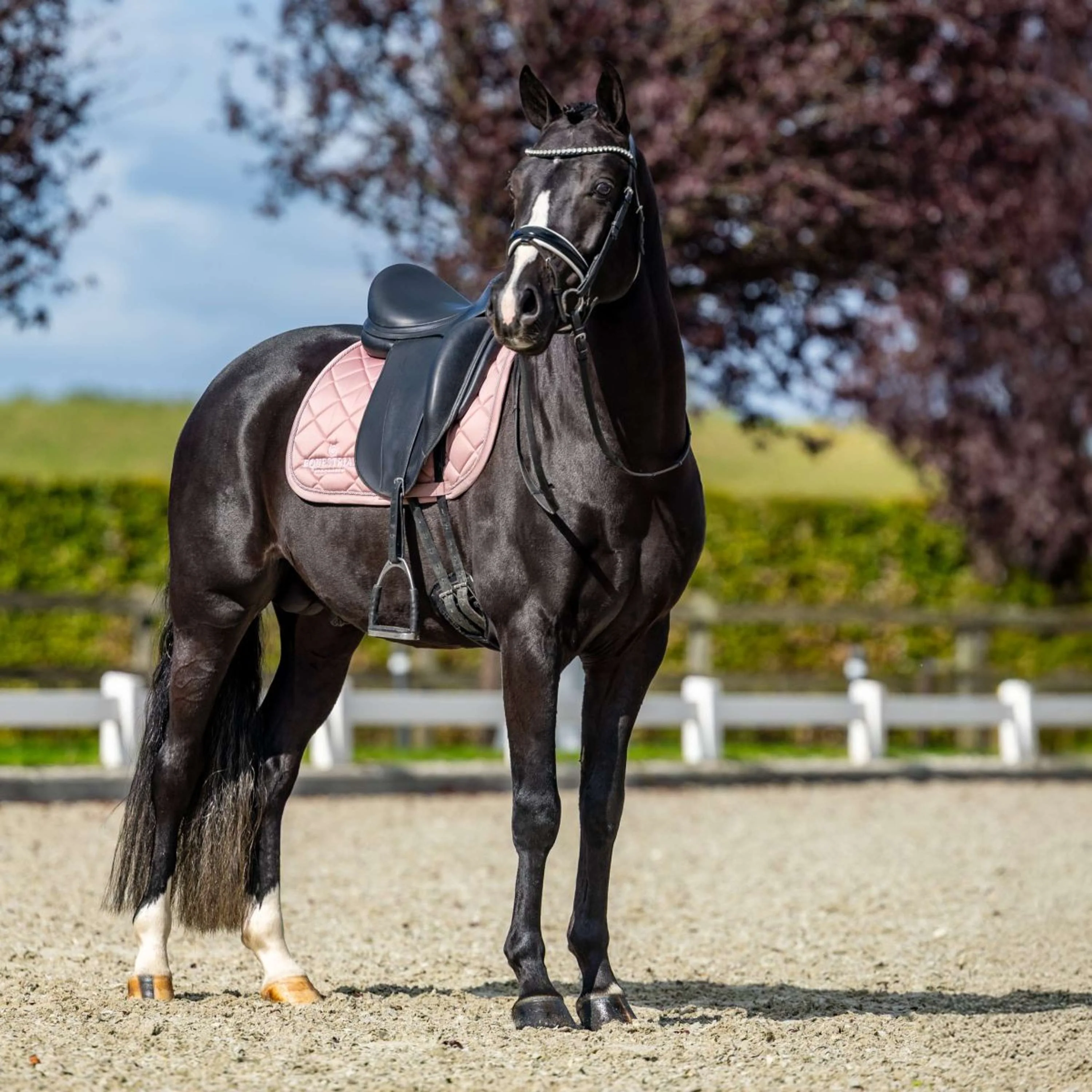 Equestrian Stockholm Tapis de Selle Line Dressage Rose - Image 5