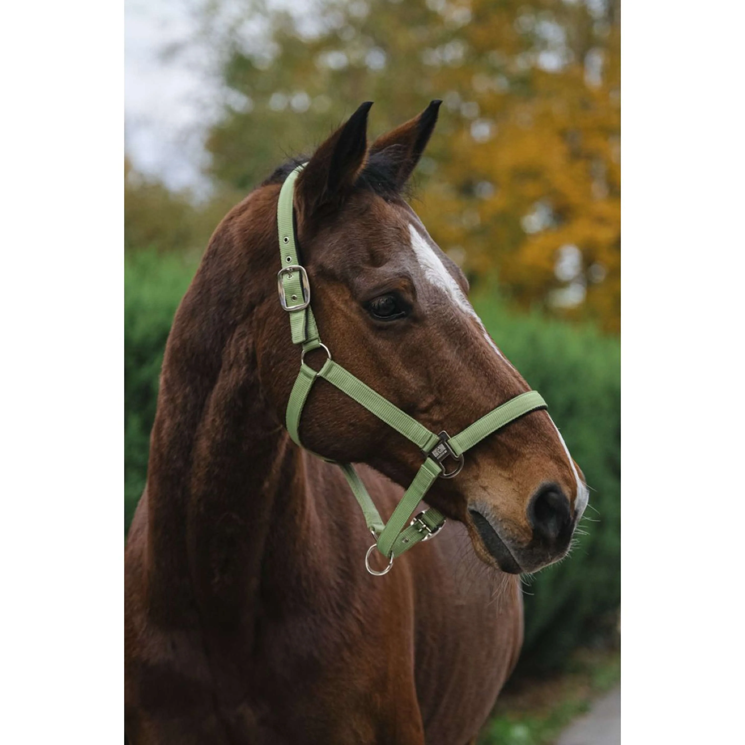EQUITHÈME Licol Spring Nylon Vert clair - Image 2
