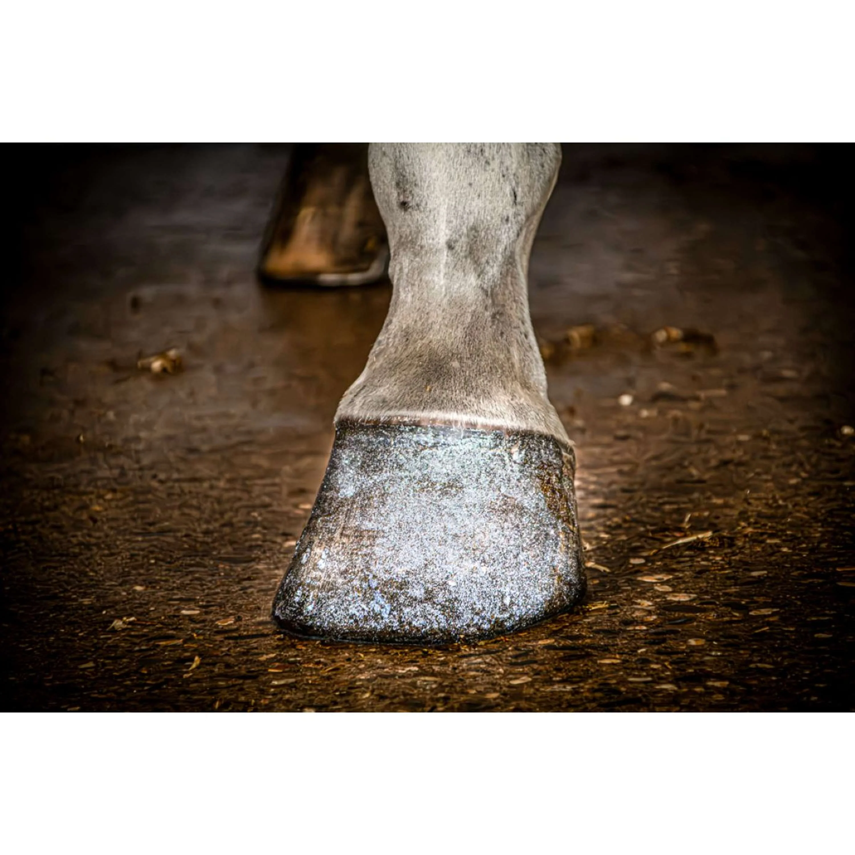 Excellent Hoof Polish Hi Gloss Glitter Argent - Image 2