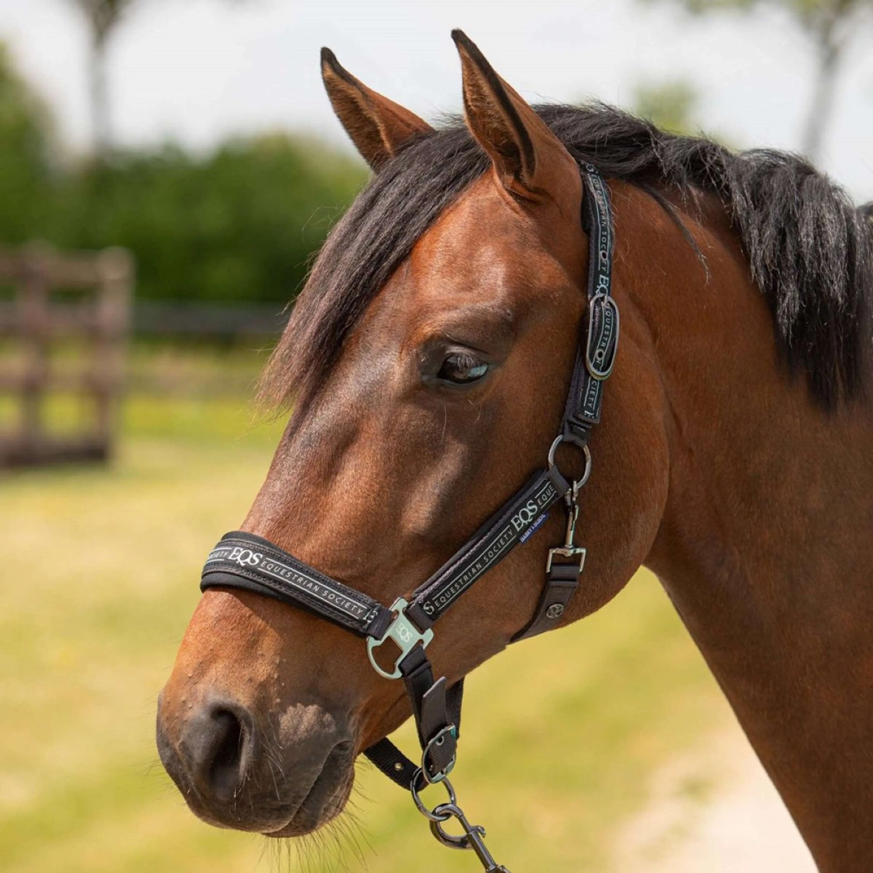 Harry's Horse Ensemble Licol Equestrian Society Black Sand - Image 2