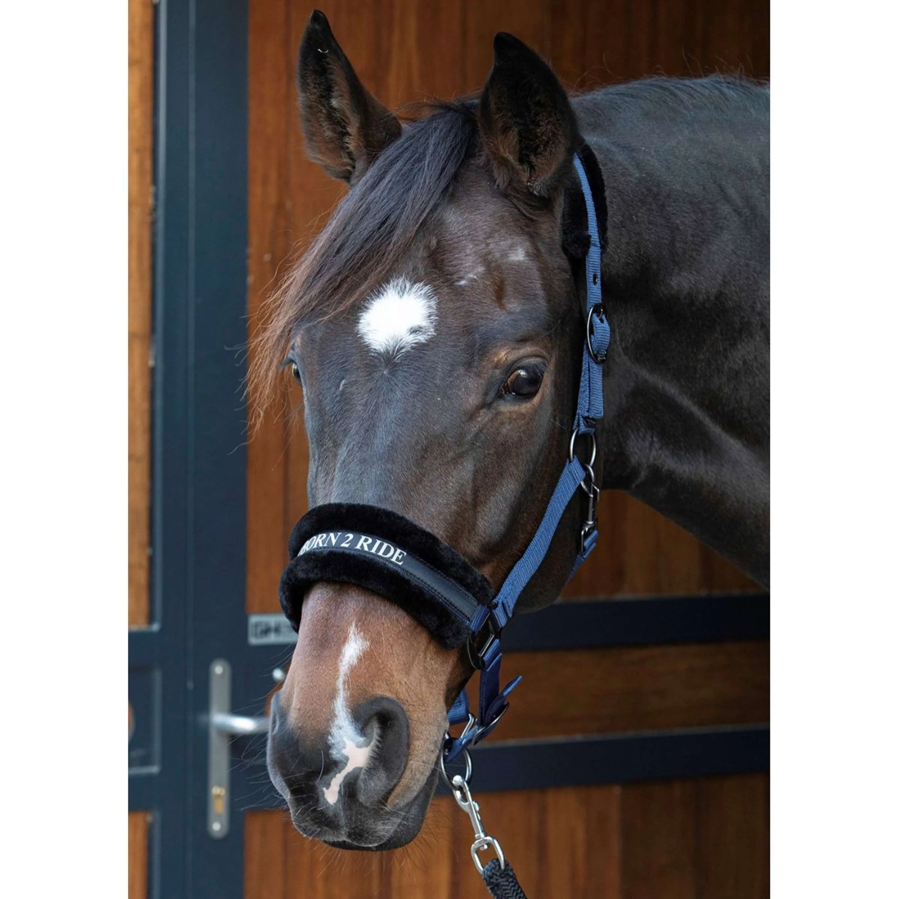 Paroles et citations de Harry's Horse Halter Marin