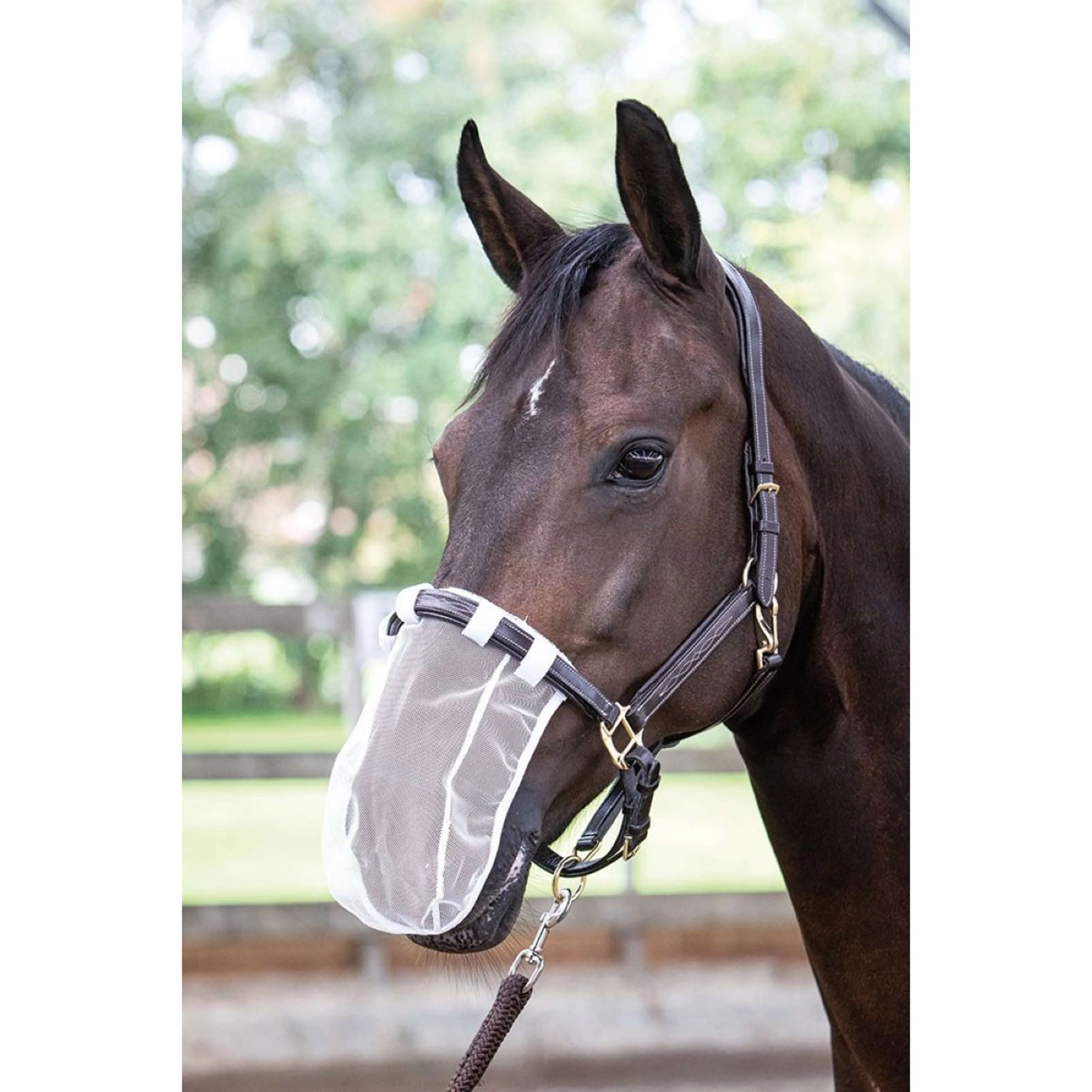 Harry's Horse Filet pour Naseaux Blanc - Image 2