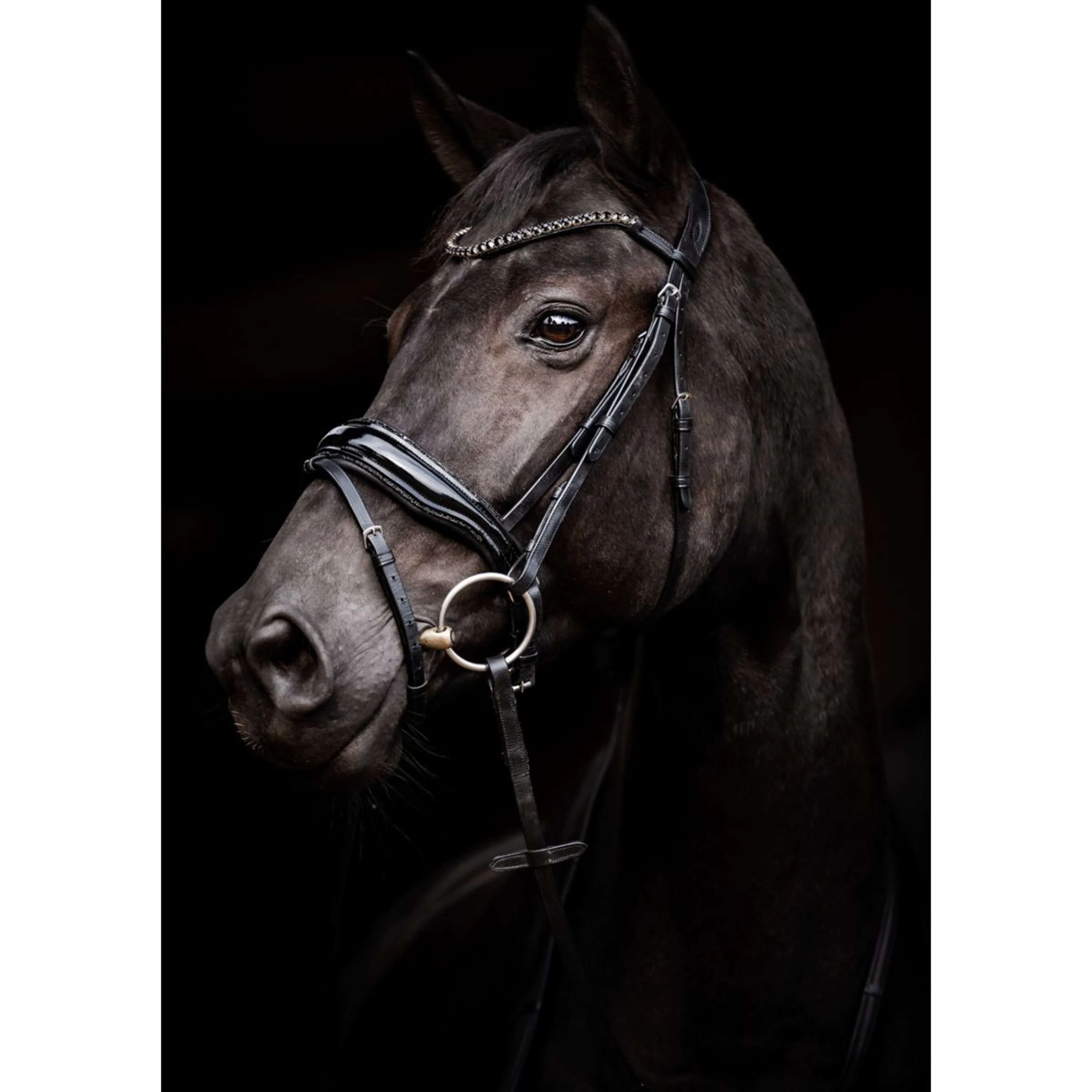 HB Bridon Showtime Evalira Noir - Image 2