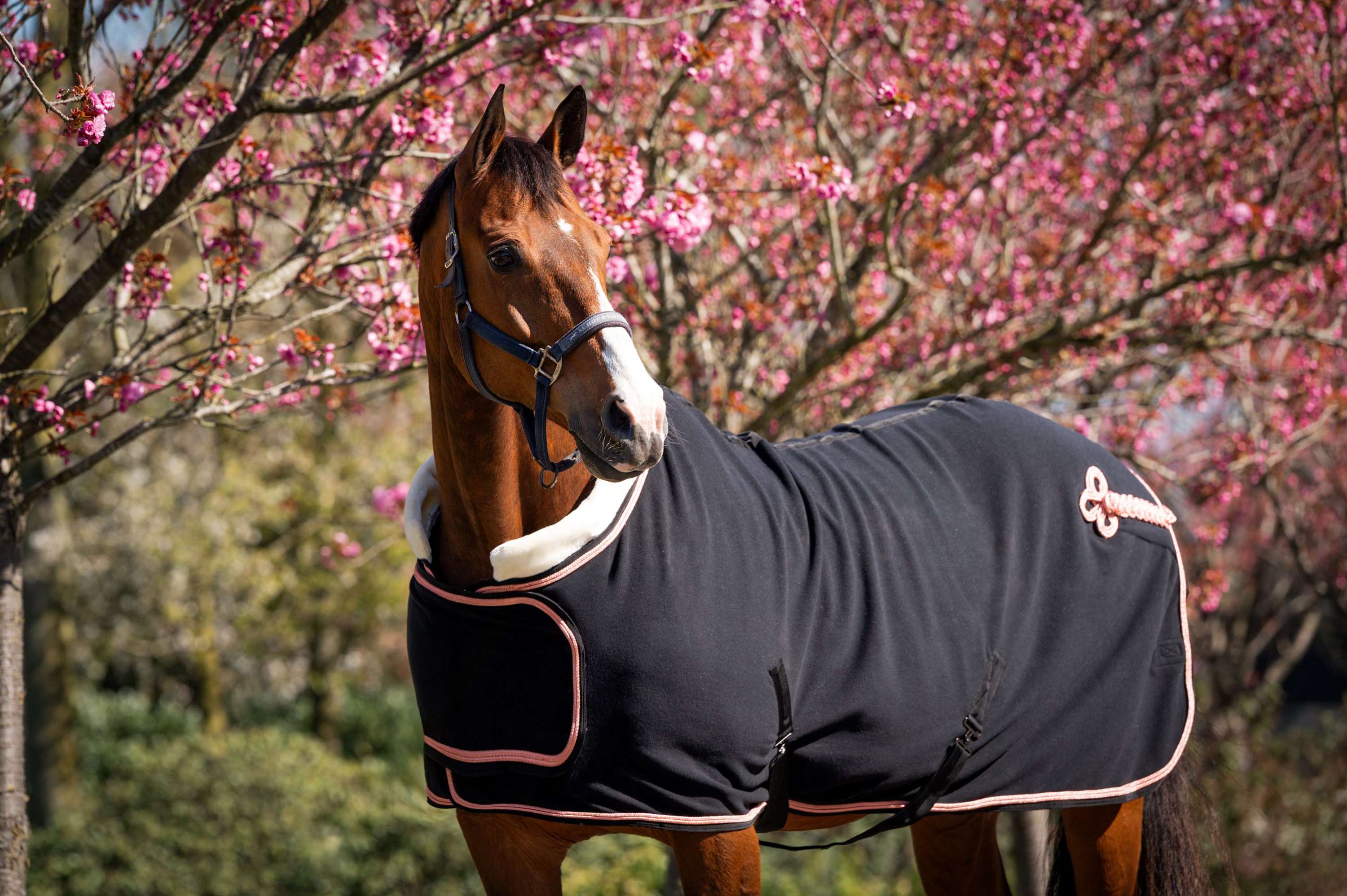 HB Couverture de Concours Showtime Rose Gold Noir - Image 2