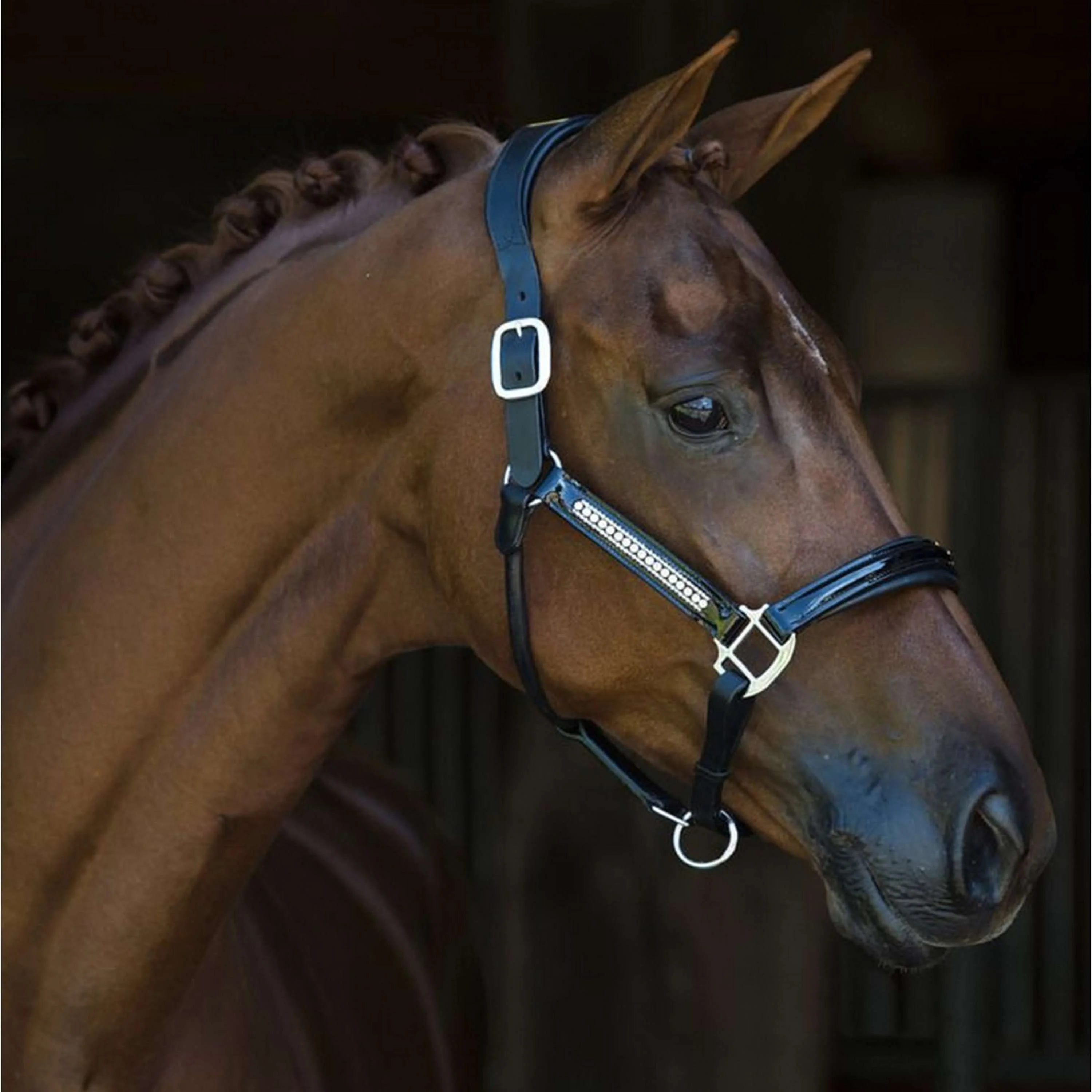 HB Licol Lorenzo Leer Noir - Image 2