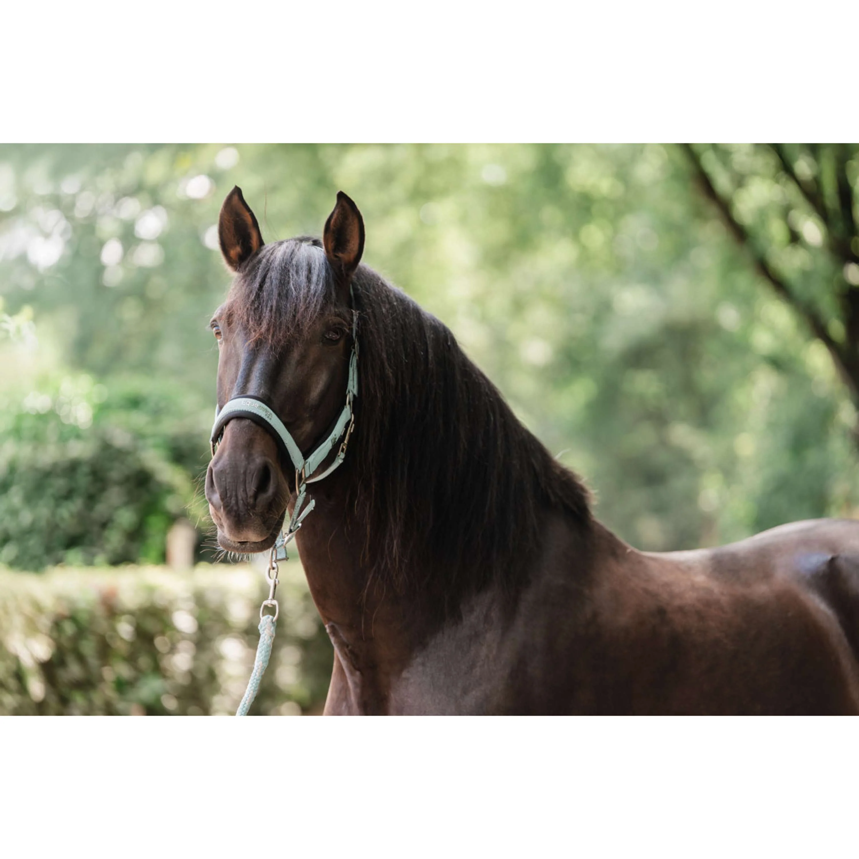 EQPRO Ensemble Licol Precious Blue Reef - Image 2