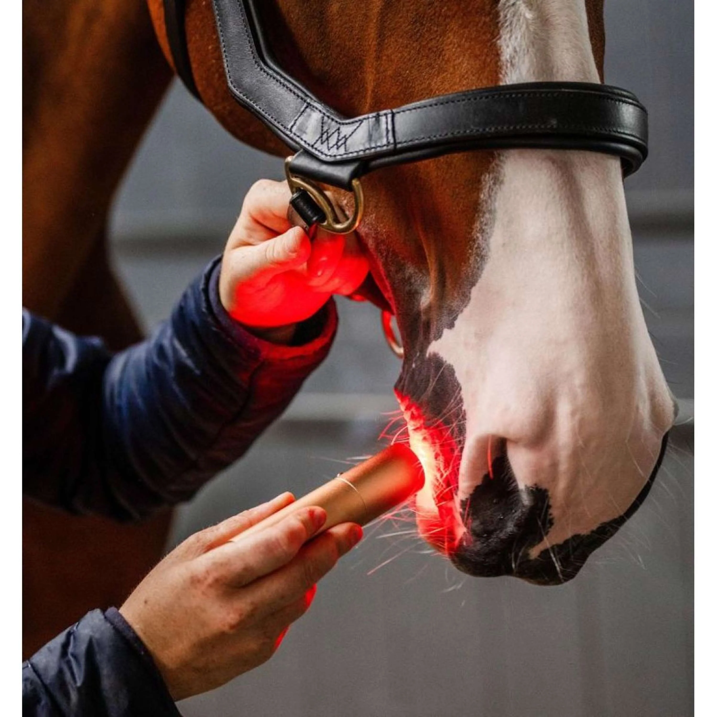 Horseware LED Red Light Therapy le bâton Noir - Image 3