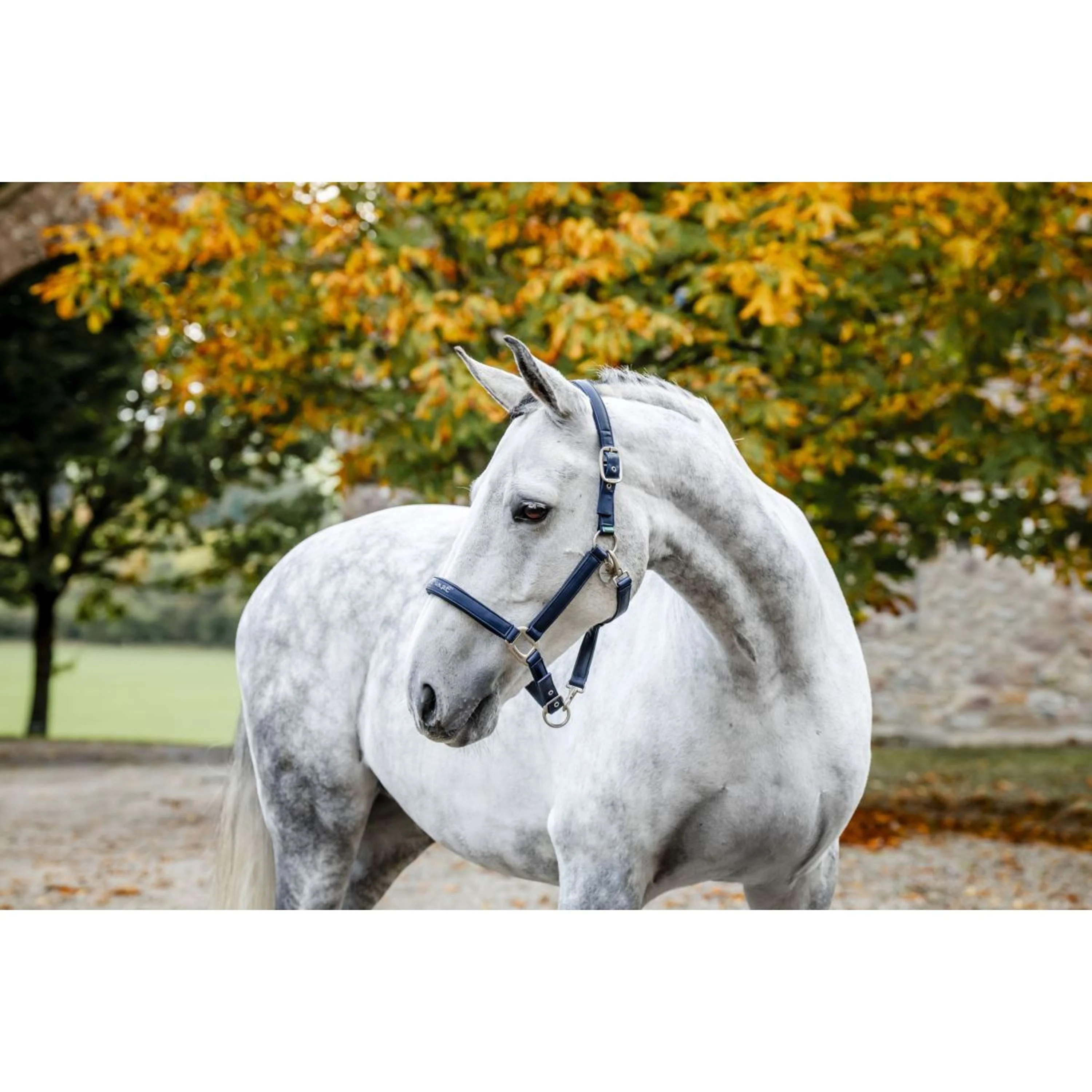 Horseware Licol Grooming Marin