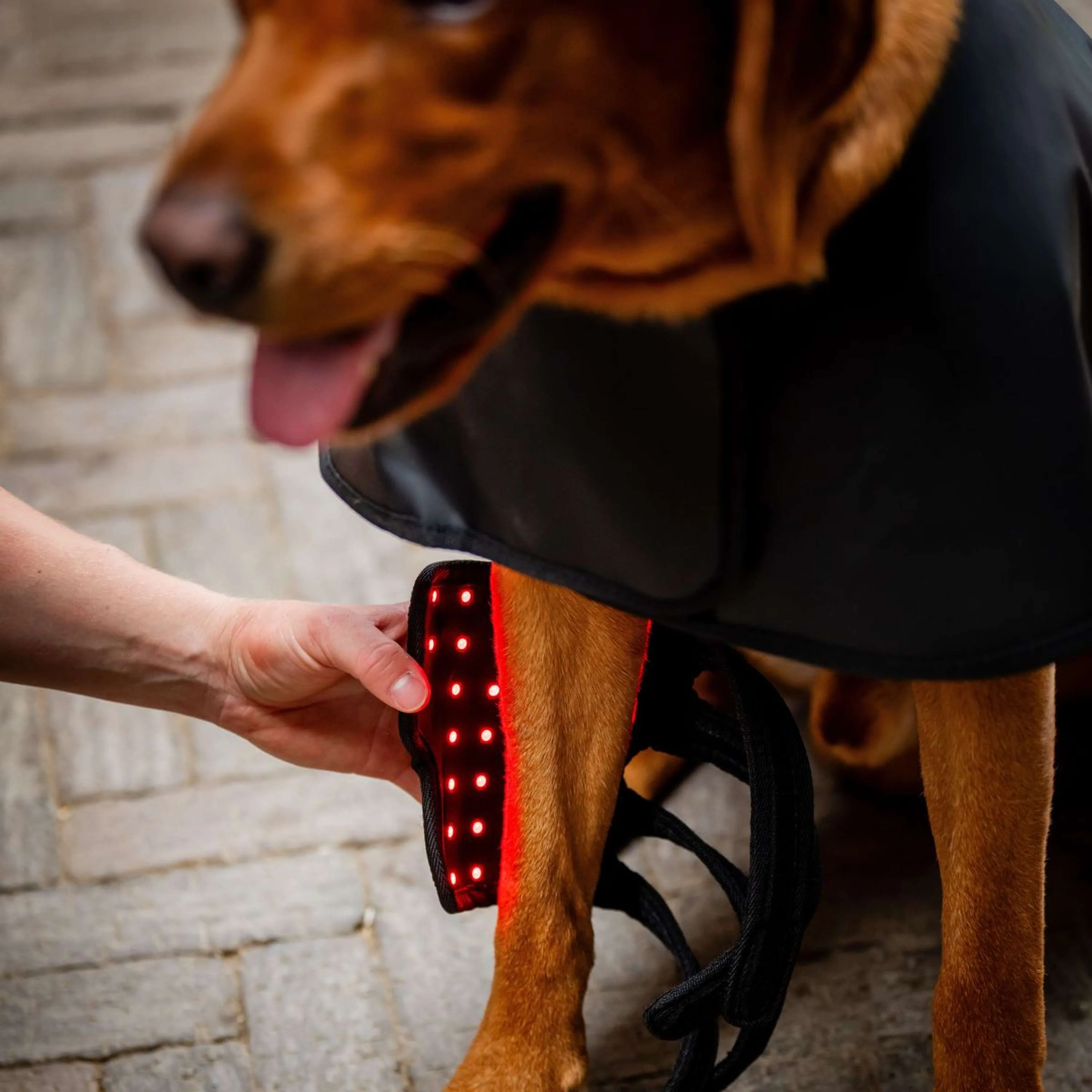 Horseware Pet Leg Wraps LED Red Light Therapy Pair Noir/Noir - Image 2