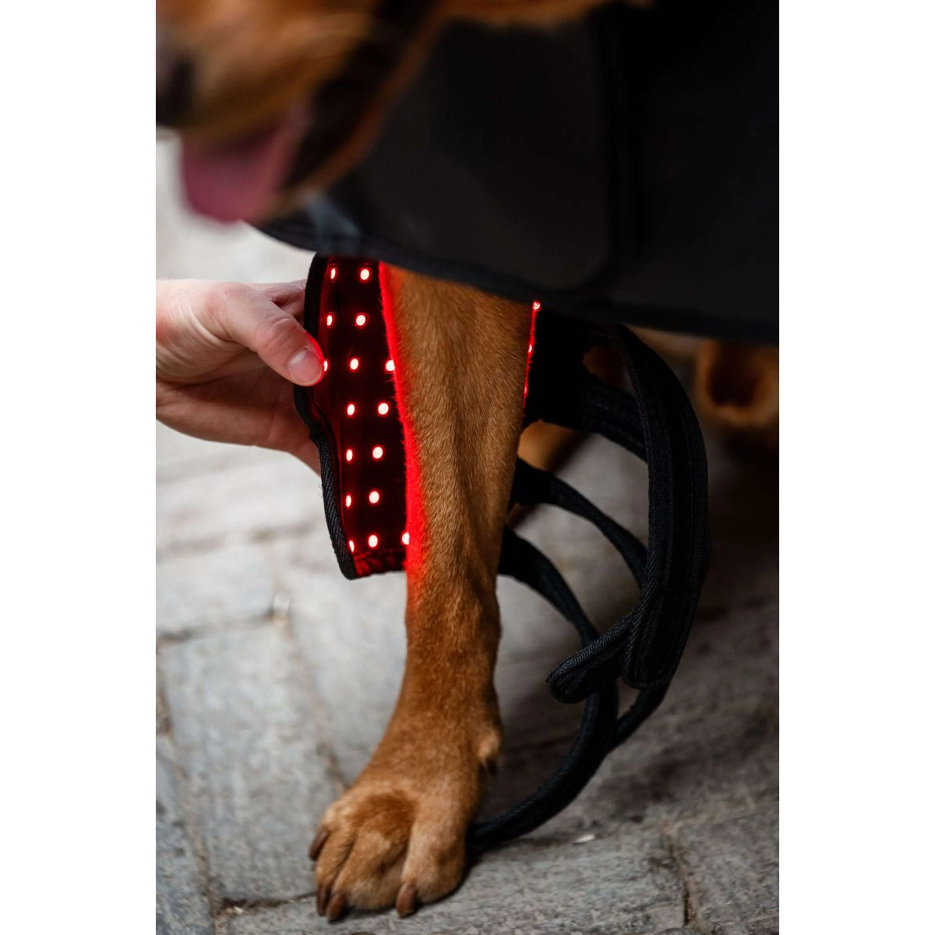 Horseware Pet Leg Wraps LED Red Light Therapy Pair Noir/Noir - Image 3