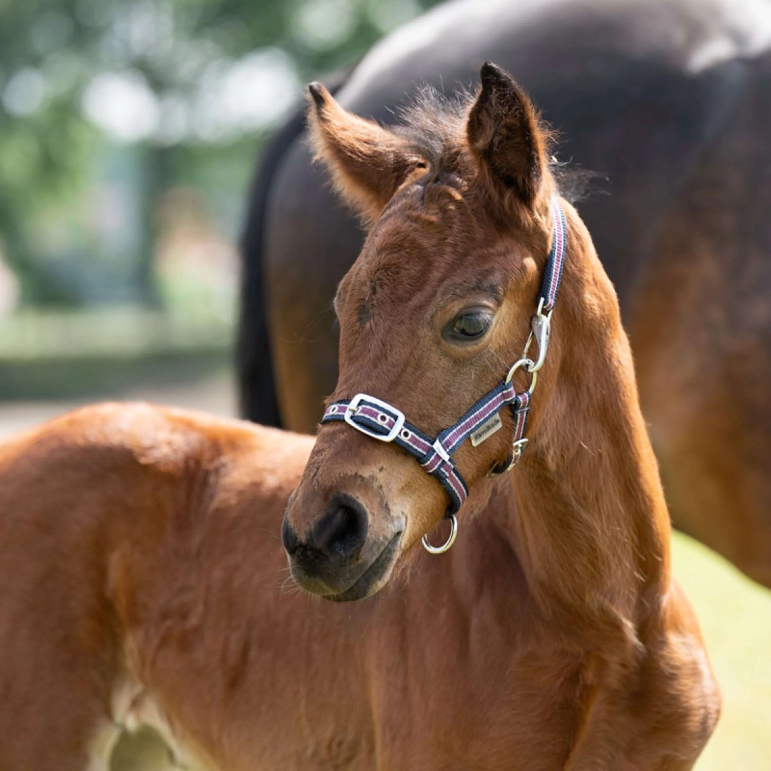 Kavalkade Licol Foal/Yearling Bleu marine/Bordeaux/Argent - Image 4