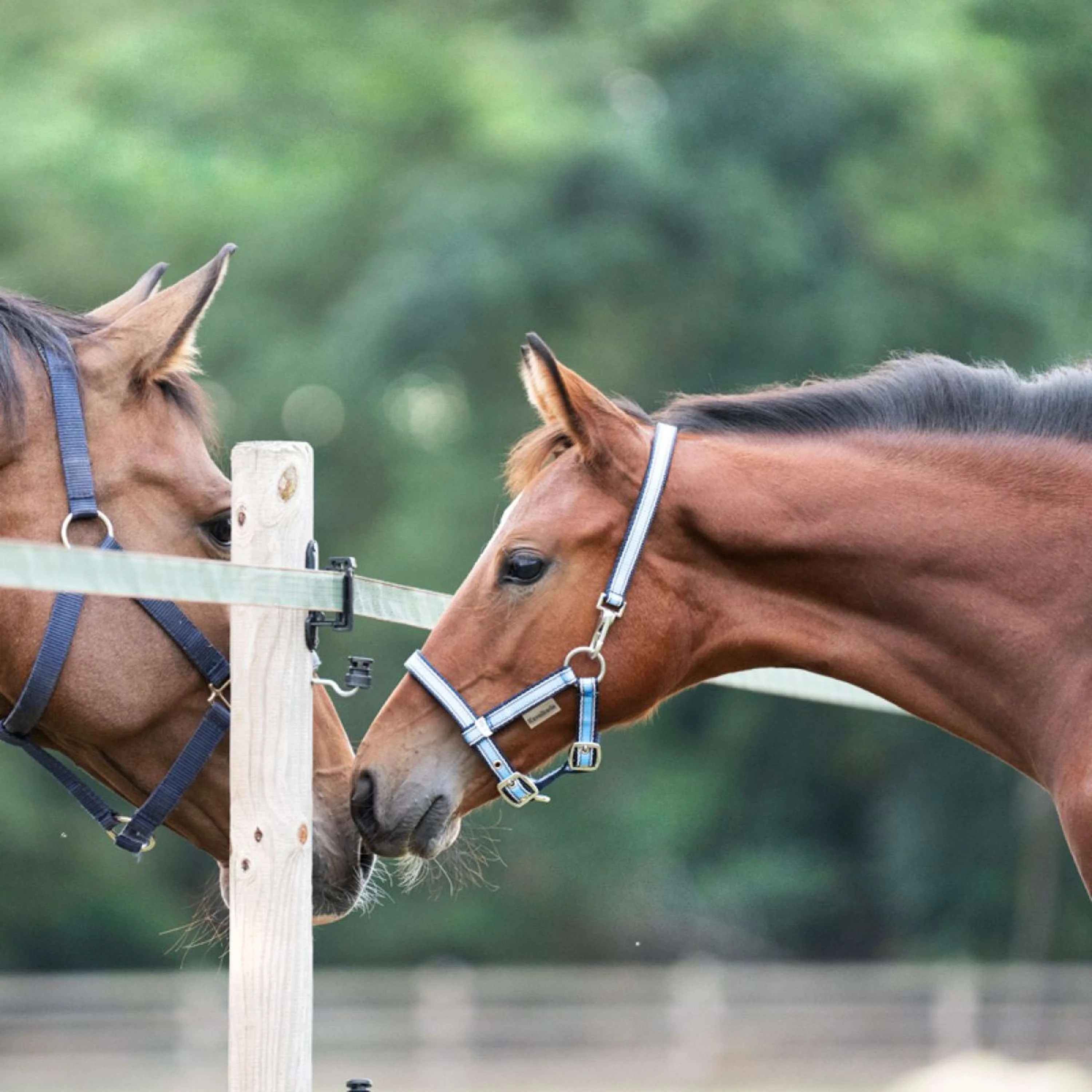 Kavalkade Licol Poulain et Yearling Bleu