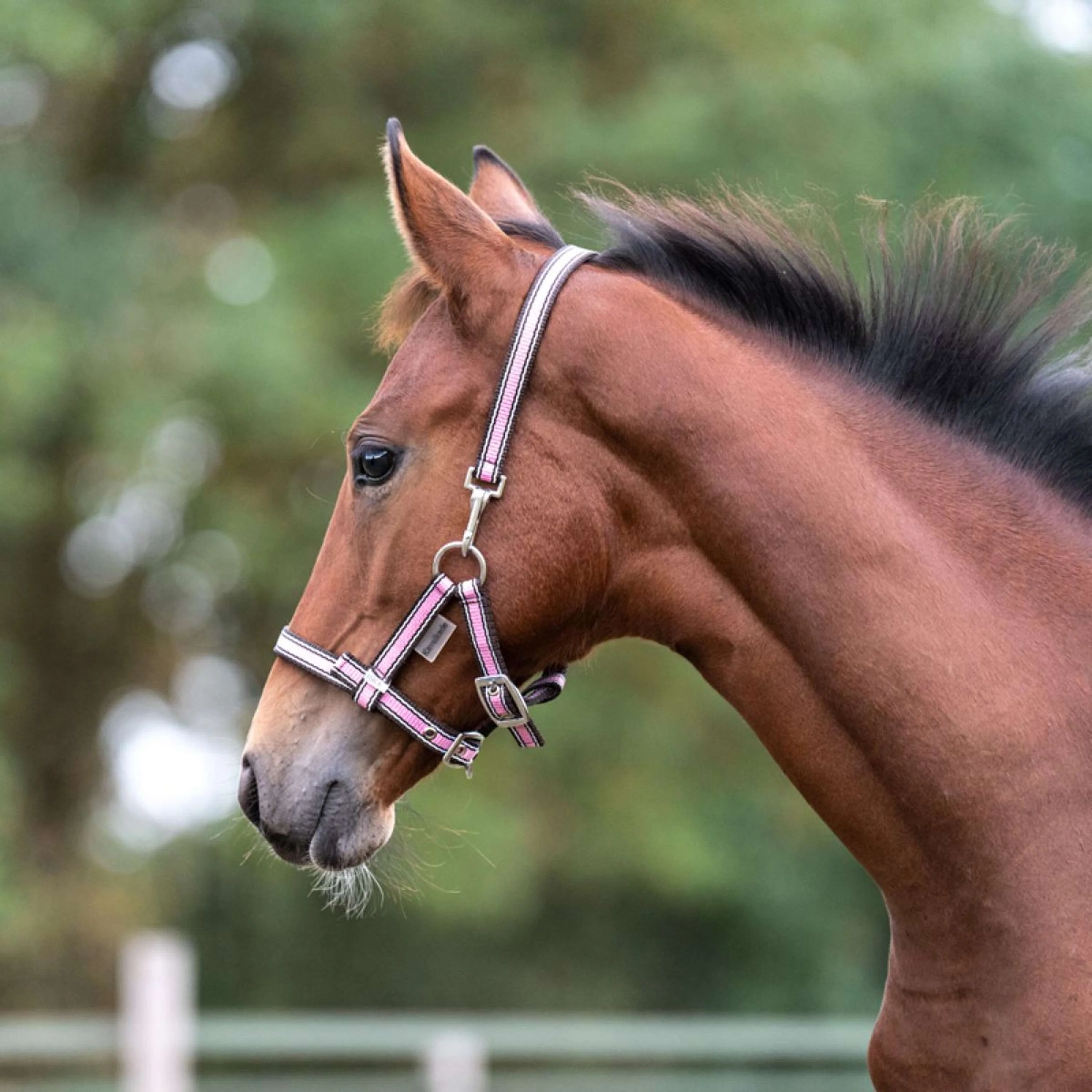 Kavalkade Licol Poulain et Yearling Rose