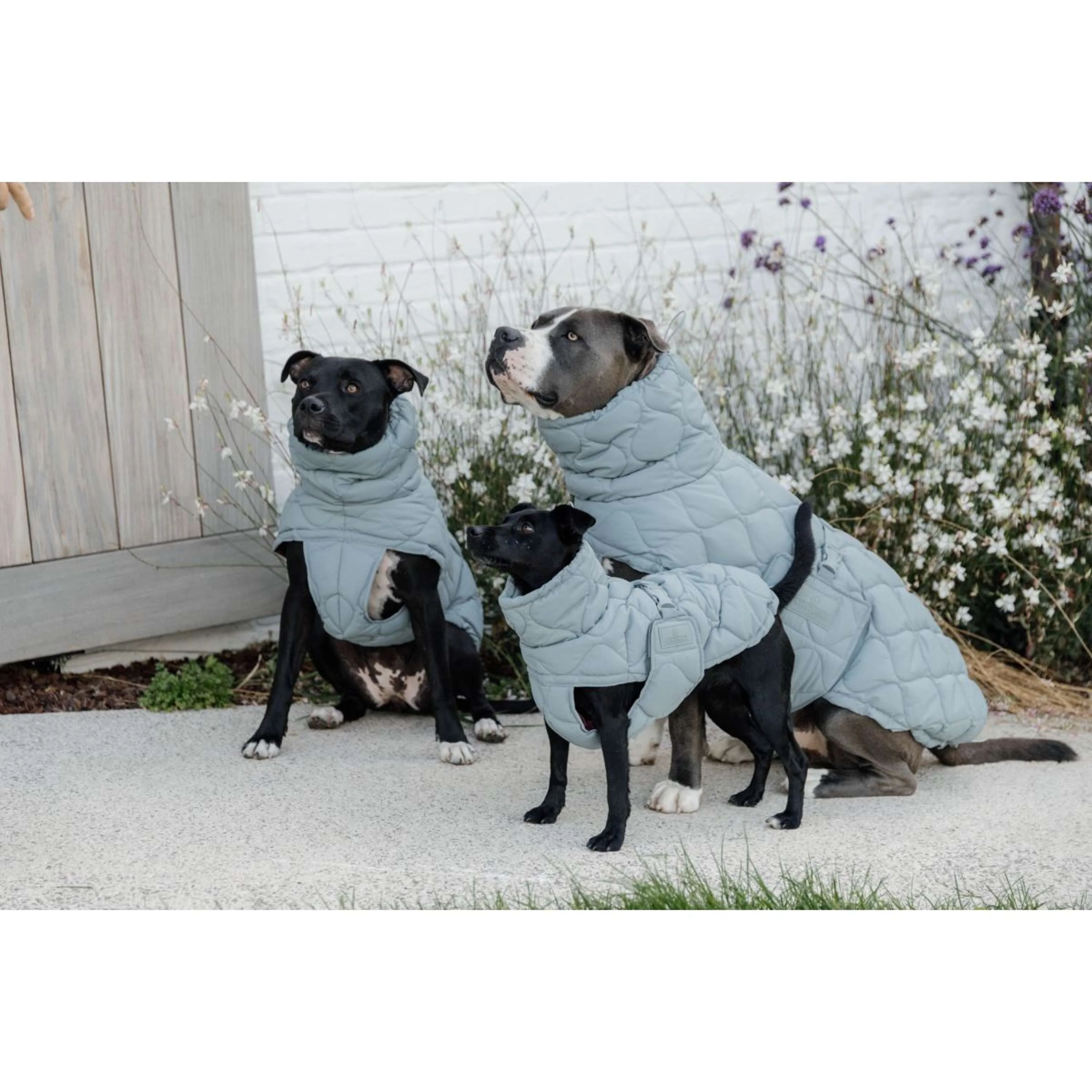 Kentucky Couverture pour Chien Winter Pina 160g Dusty Blue - Image 3