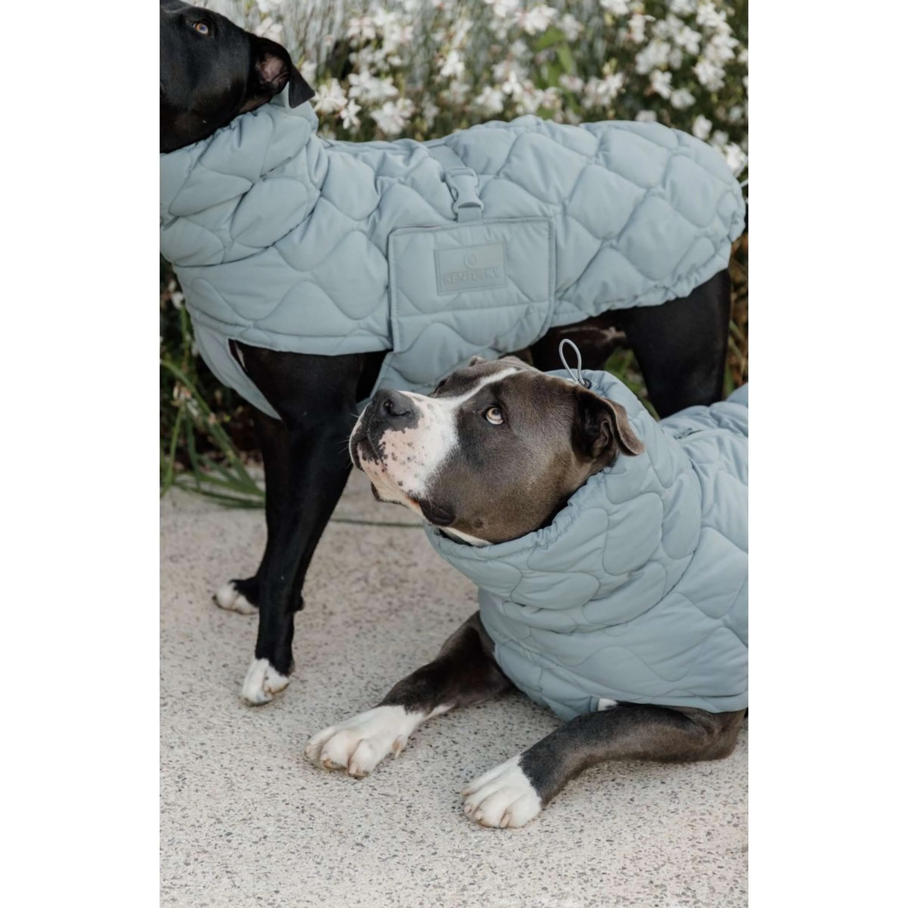 Kentucky Couverture pour Chien Winter Pina 160g Dusty Blue - Image 4