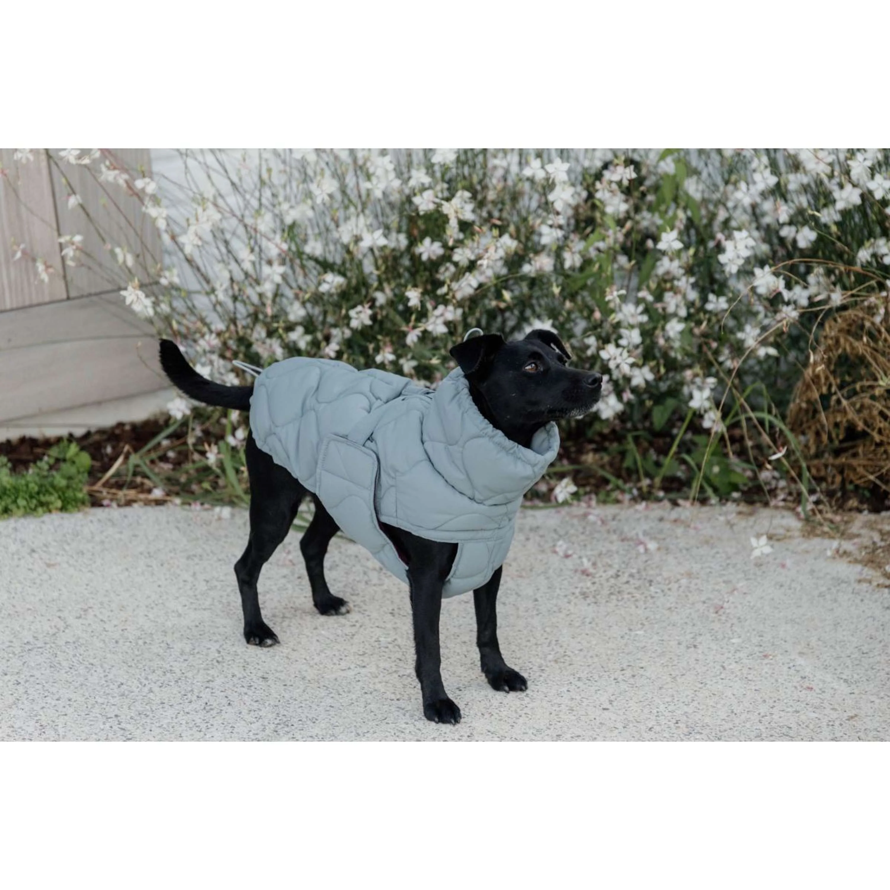 Kentucky Couverture pour Chien Winter Pina 160g Dusty Blue - Image 6