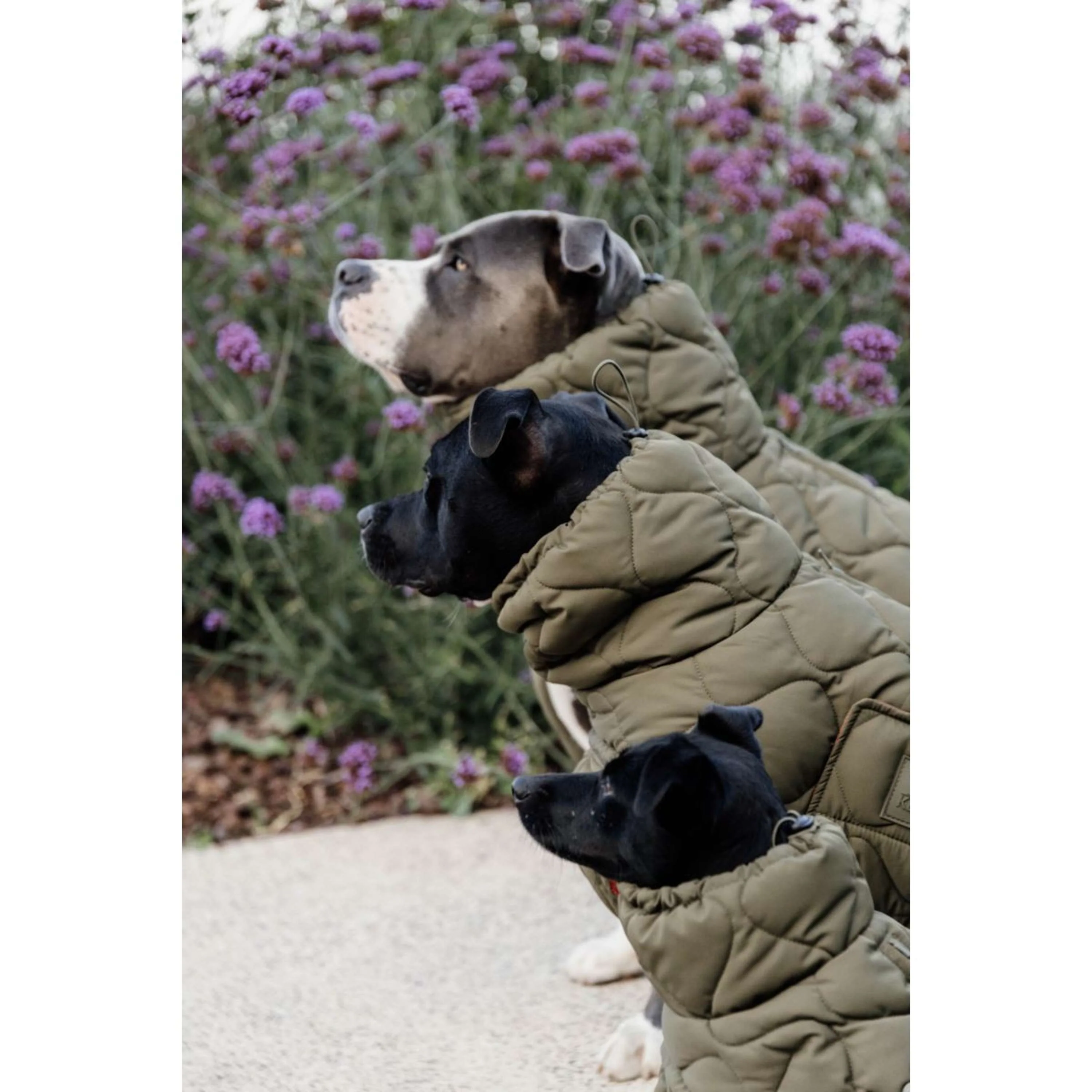 Kentucky Couverture pour Chien Winter Pina 160g Pine Green - Image 9