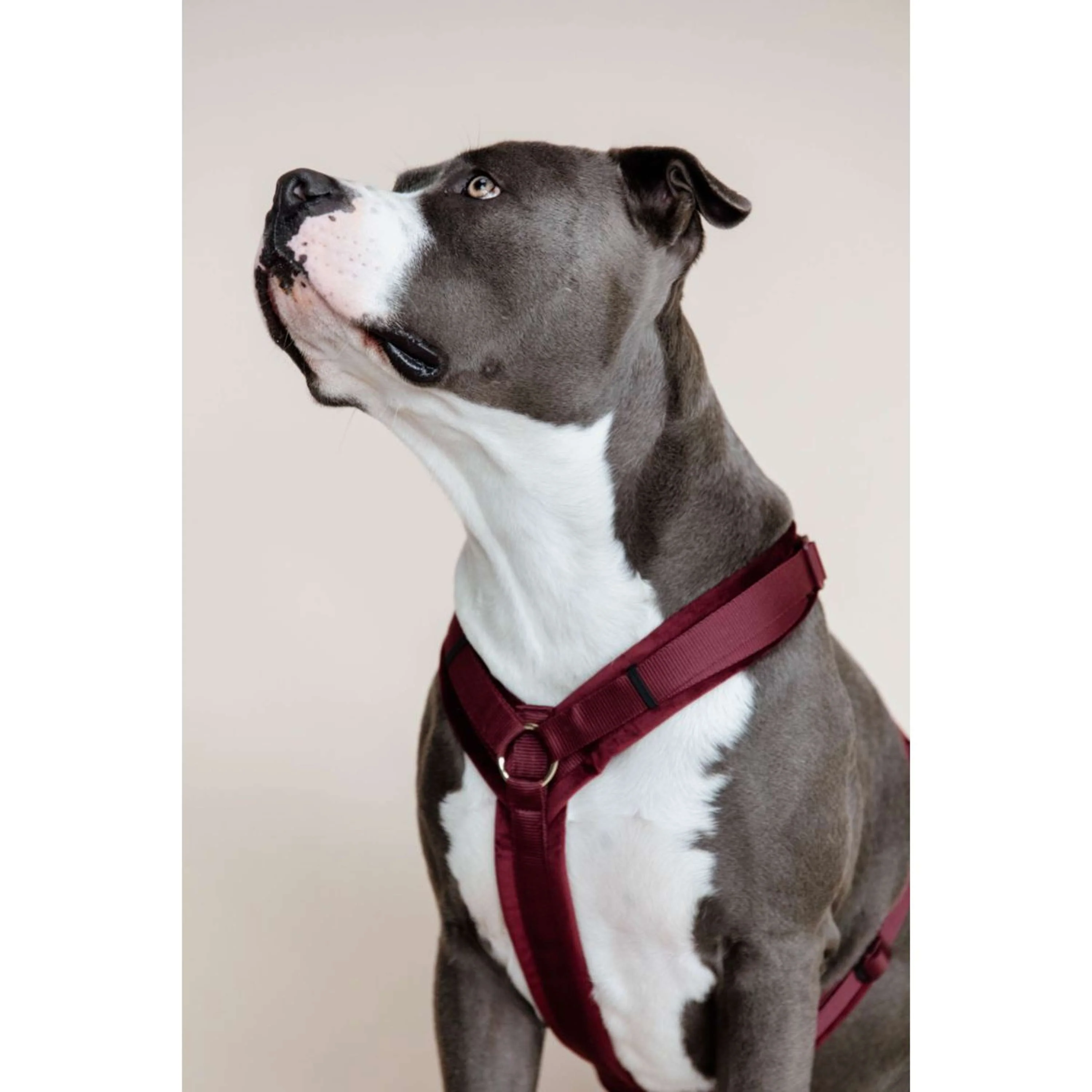Kentucky Harnais Active velours Bordeaux - Image 3