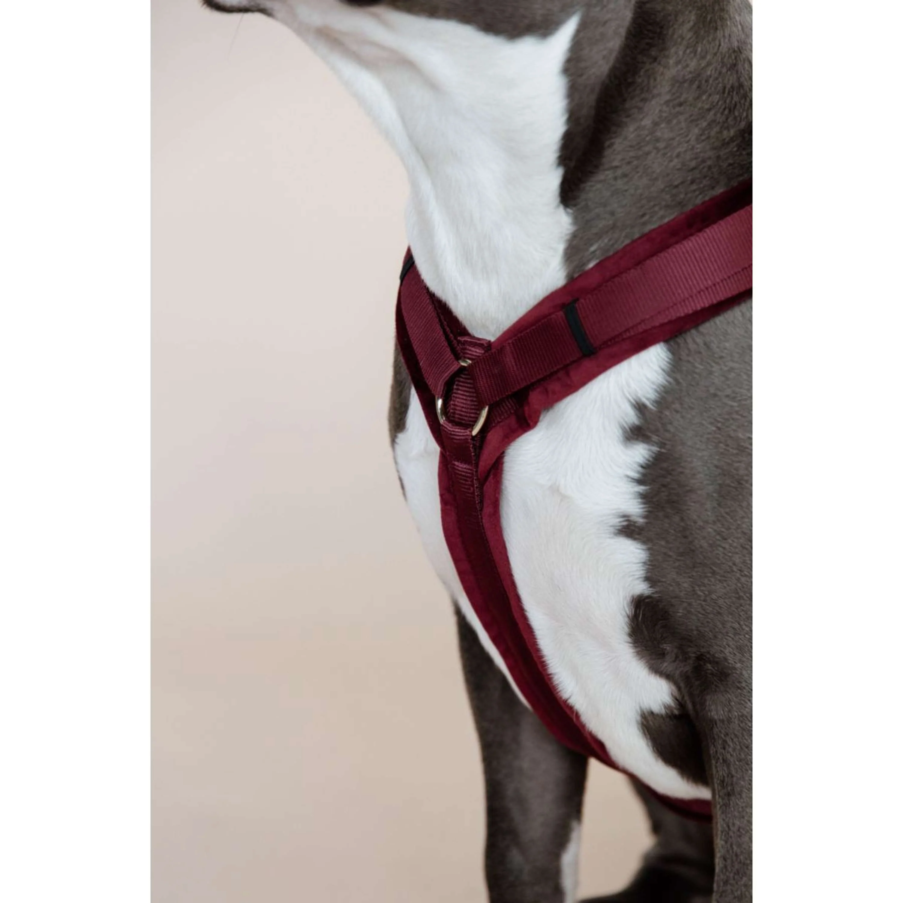 Kentucky Harnais Active velours Bordeaux - Image 5