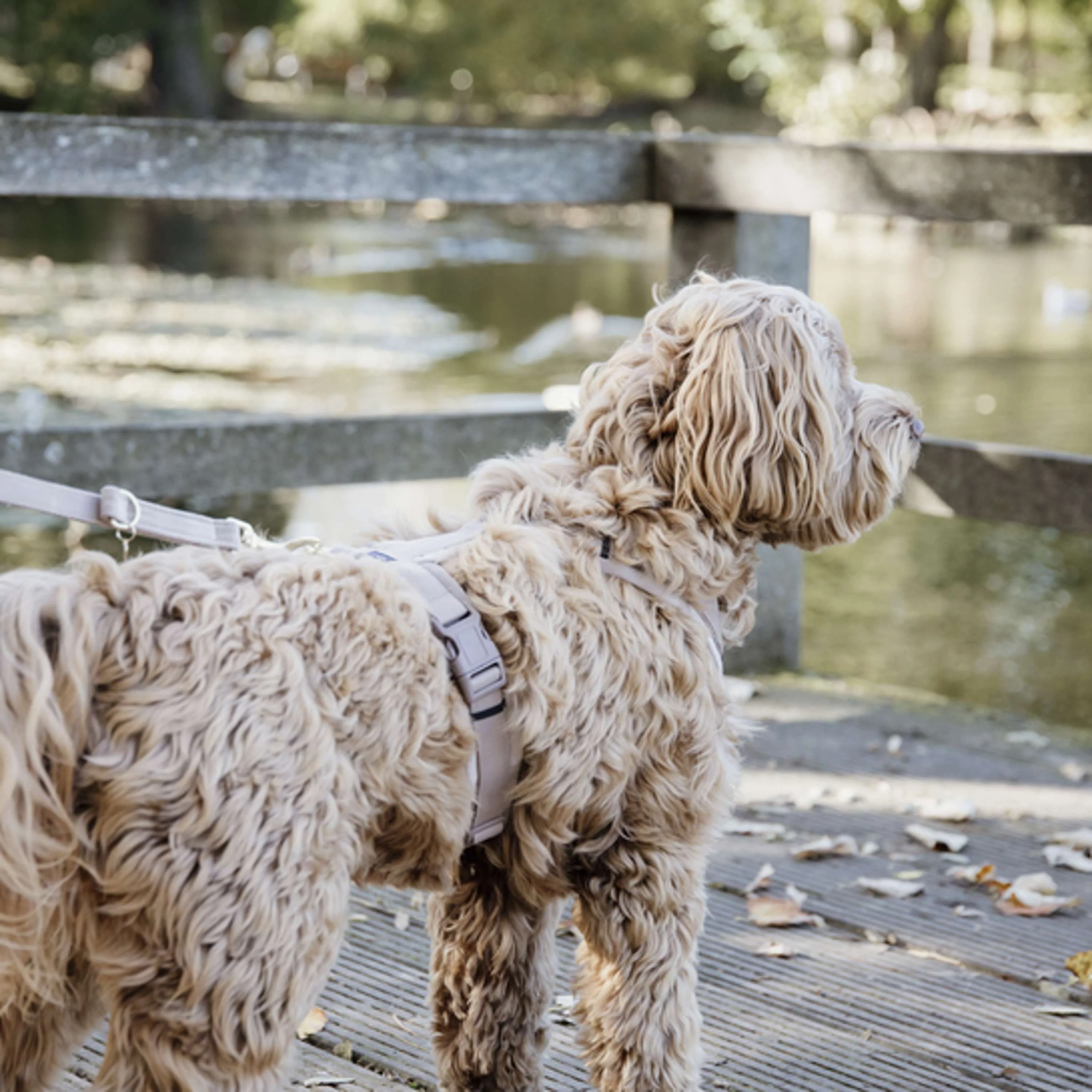 Kentucky Laisse pour Chien velours Beige - Image 2