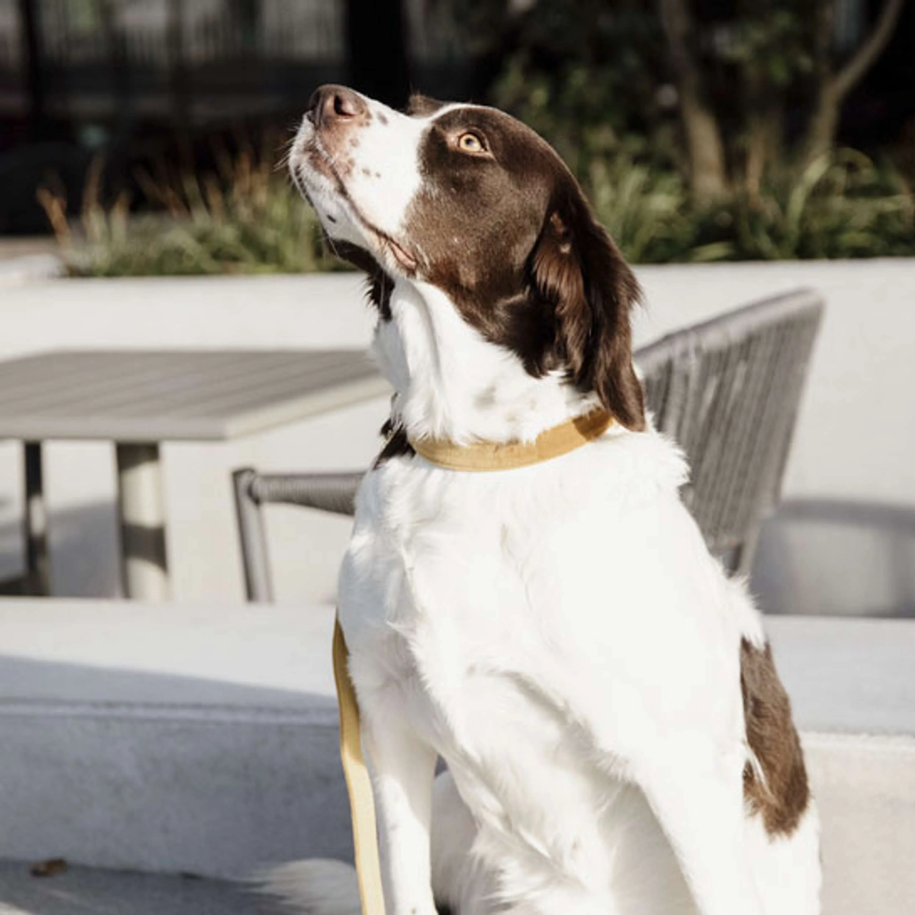 Kentucky Laisse pour Chien velours Moutarde - Image 3