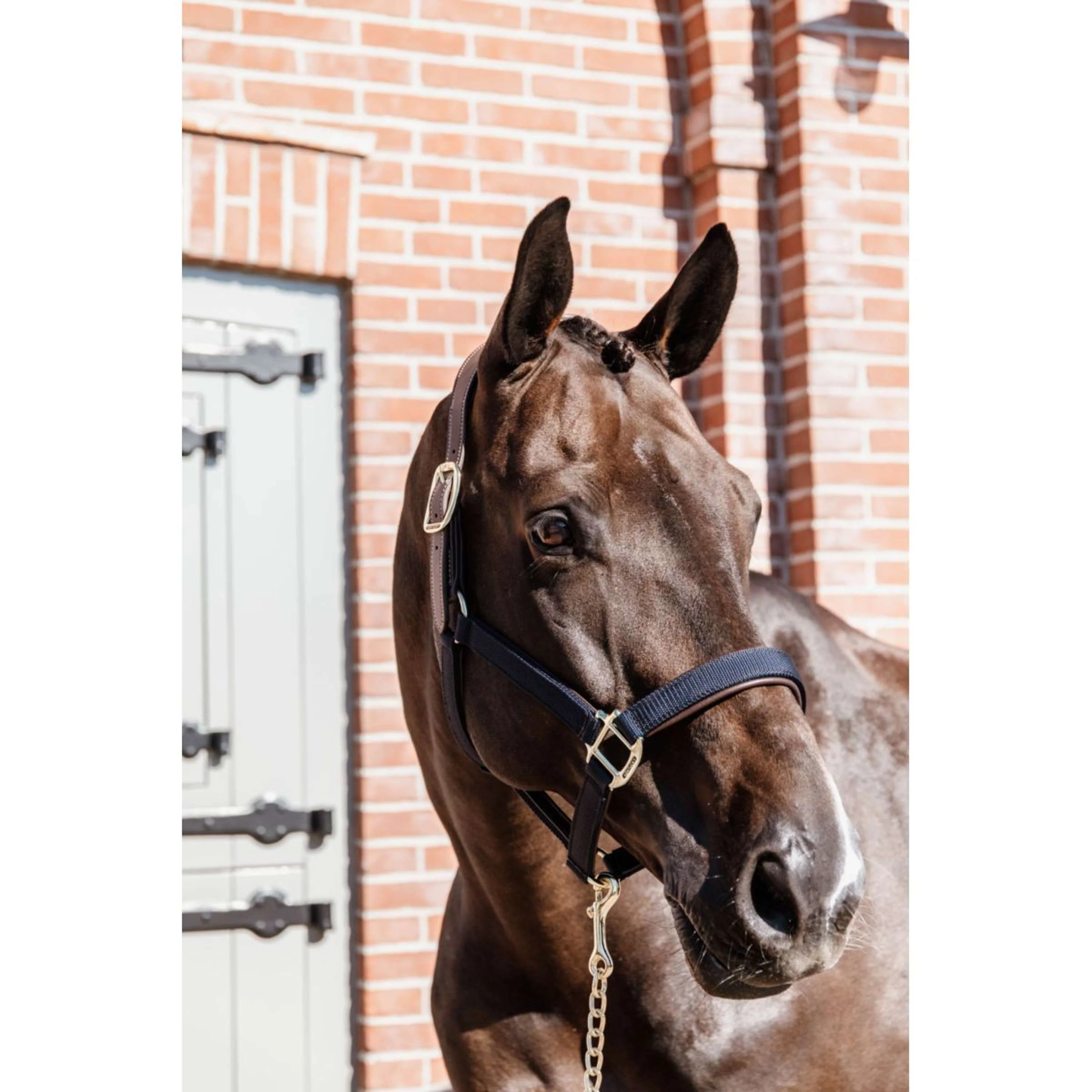 Kentucky Licol Anatomic Nylon Marin - Image 3
